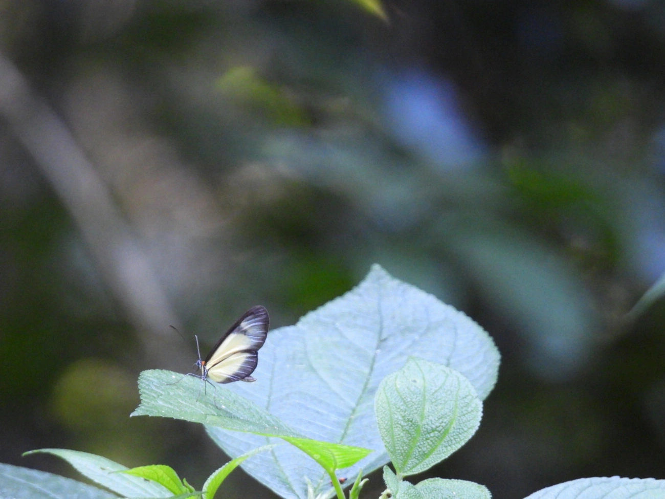 Borboleta-de-vidro-scada (Scada karschina), insetos, fotografado em Maresias, São Sebastião