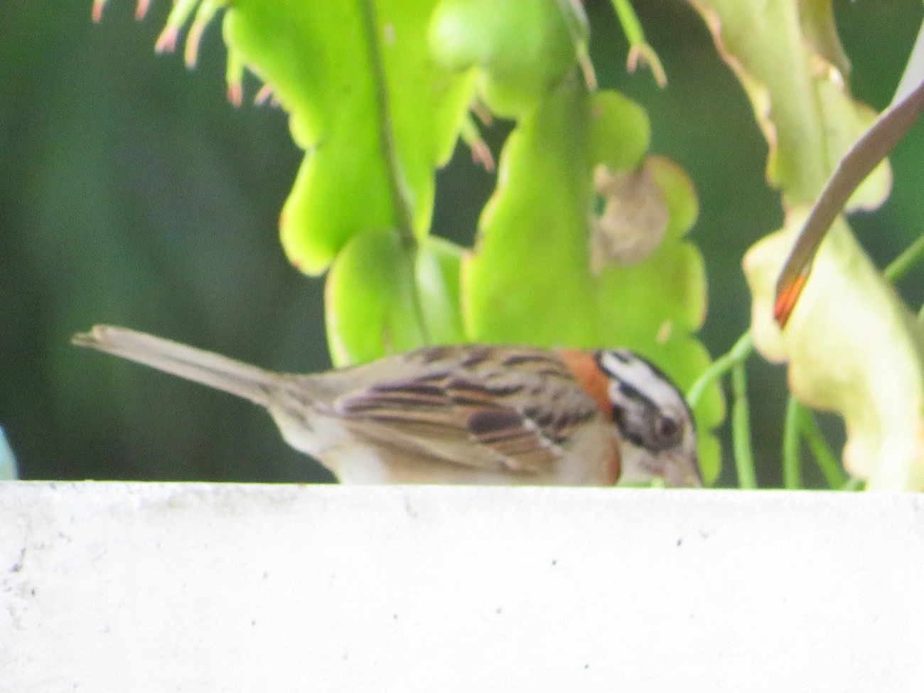 Tico-tico (Zonotrichia capensis), aves, fotografado em Maresias, São Sebastião