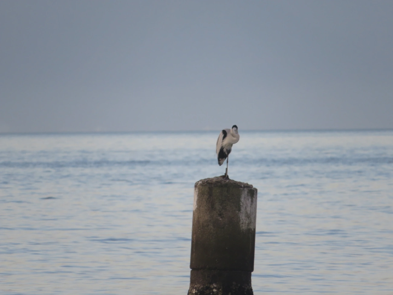 Garça-moura (Ardea cocoi), aves, fotografado em Maresias, São Sebastião