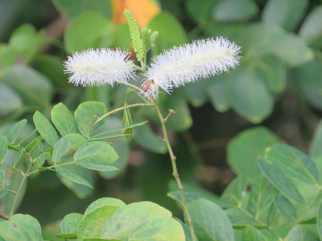 Sabiá (Mimosa caesalpiniifolia), plantas, fotografado em Maresias, São Sebastião