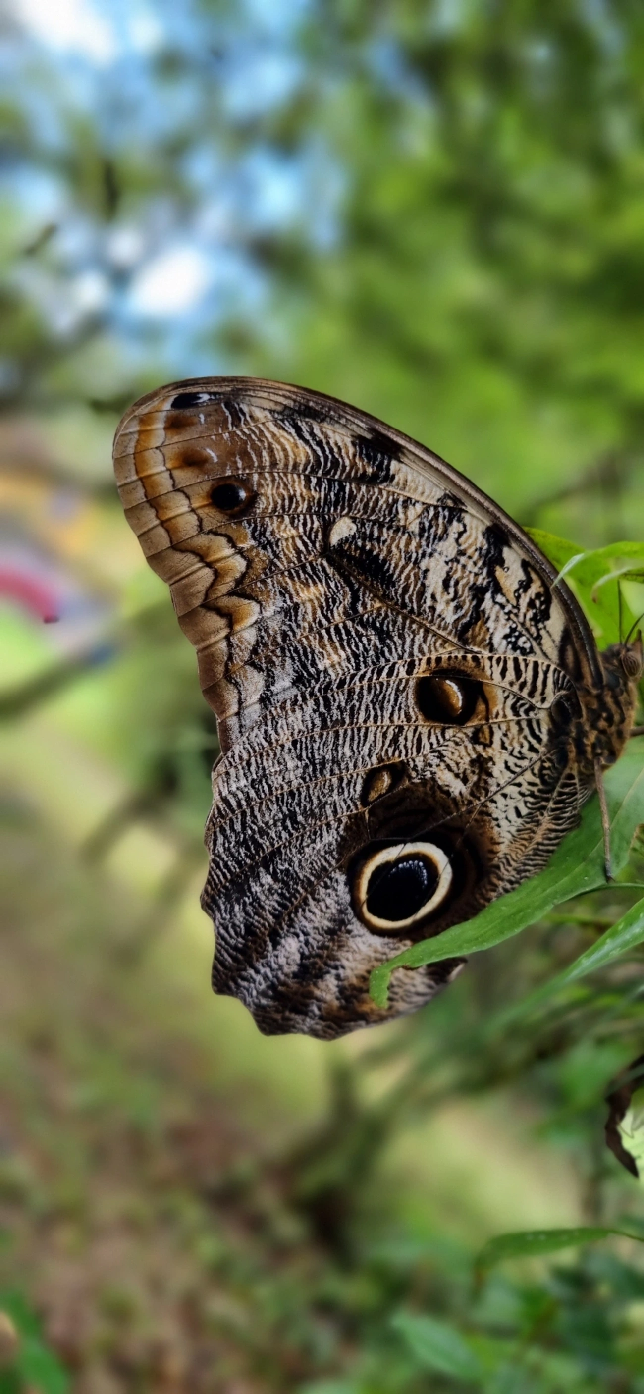 Borboleta-coruja (Caligo brasiliensis), insetos, fotografado em Maresias, São Sebastião