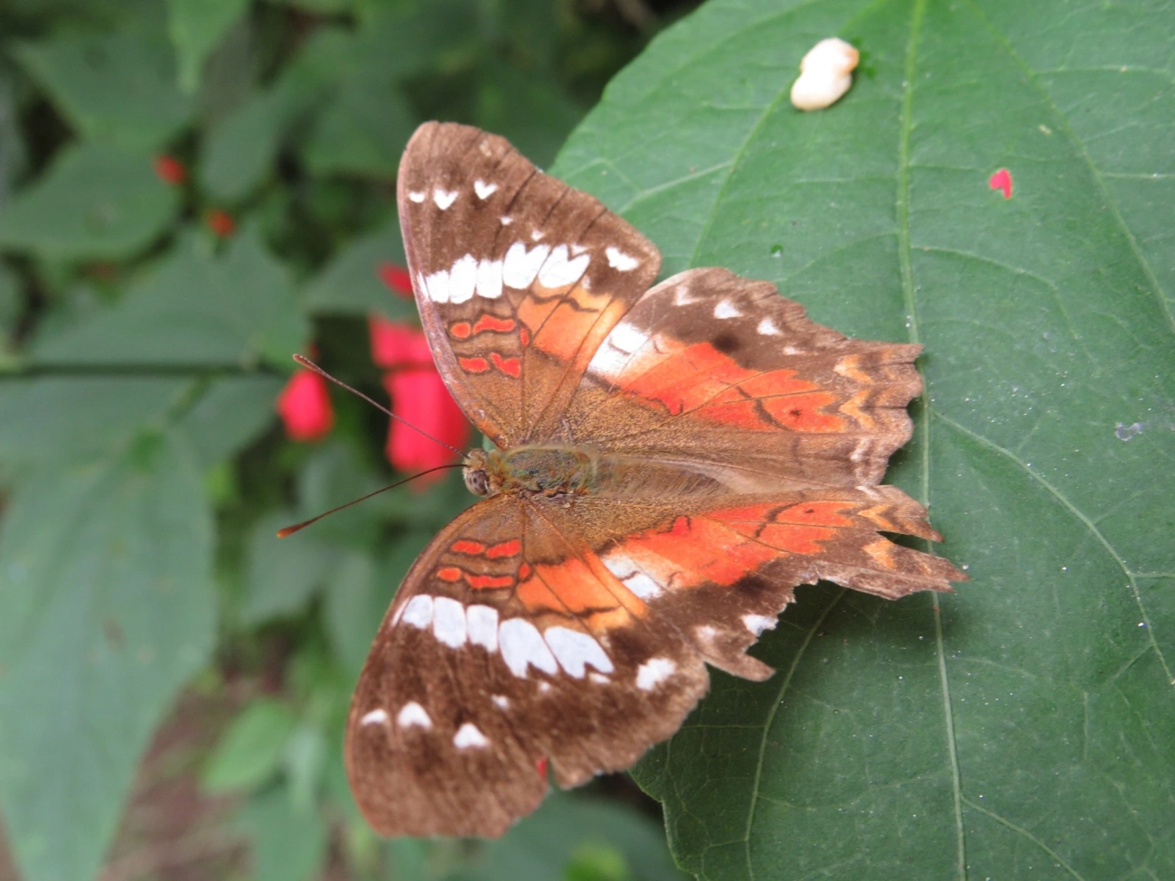 Borboleta-pavão-escarlate (Anartia amathea), insetos, fotografado em Maresias, São Sebastião