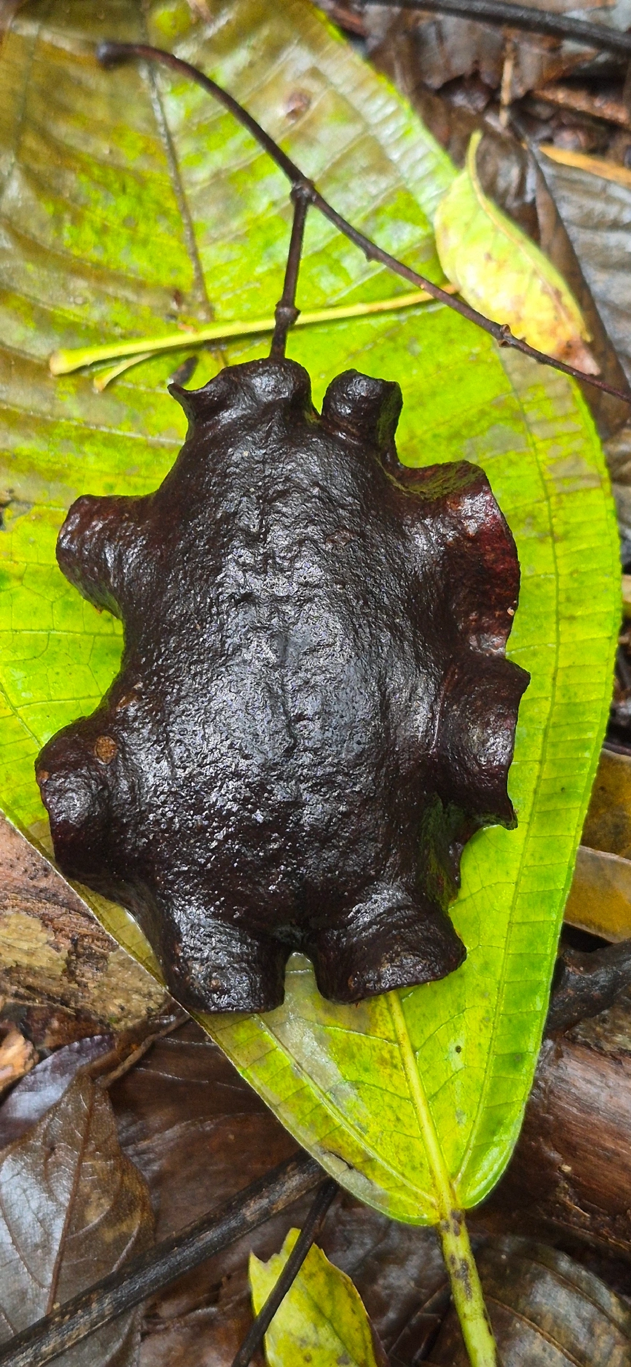 Jacarandas (Jacaranda), plantas, fotografado em Maresias, São Sebastião