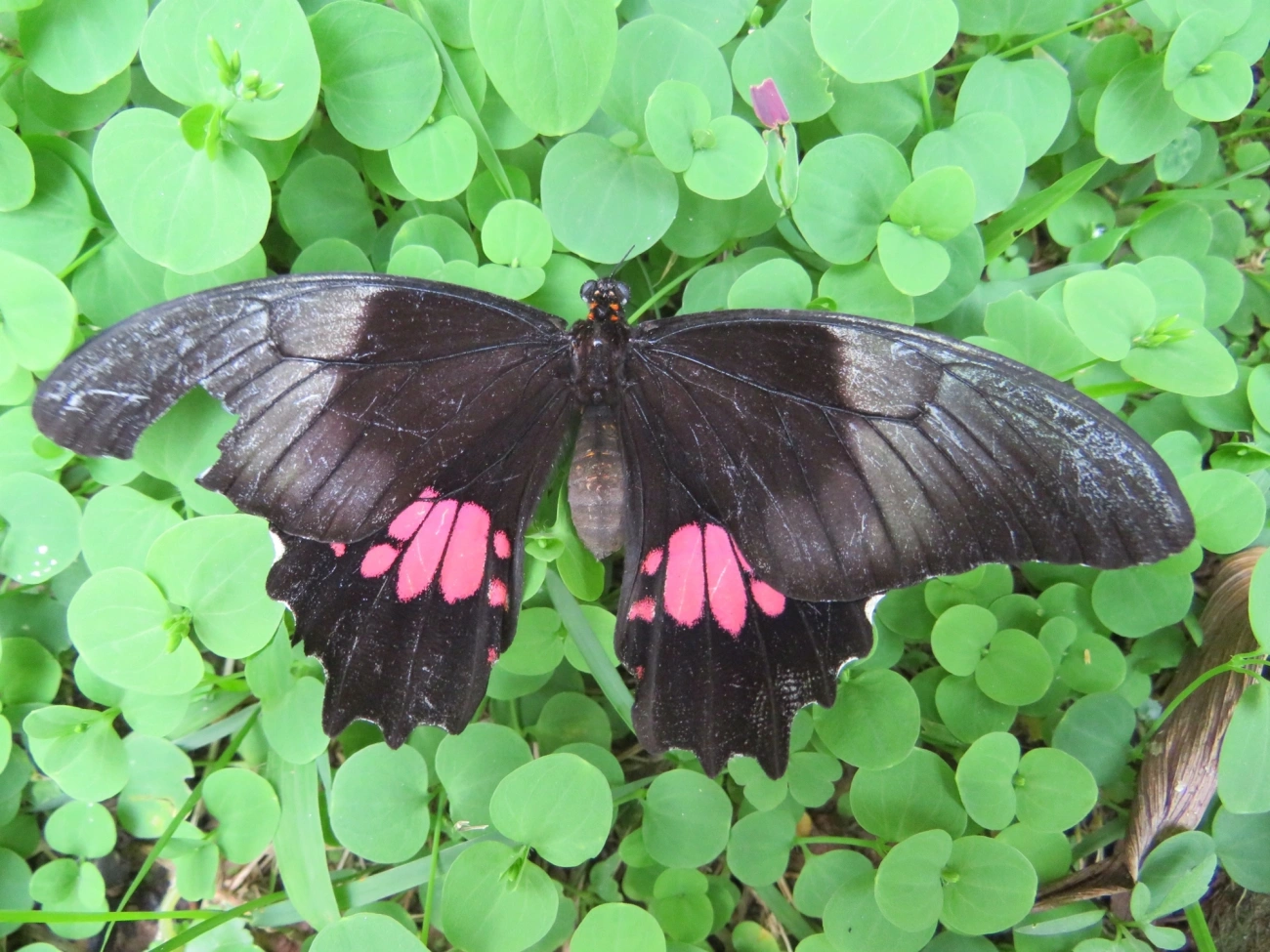 Rosa-de-luto (Heraclides anchisiades), insetos, fotografado em Maresias, São Sebastião