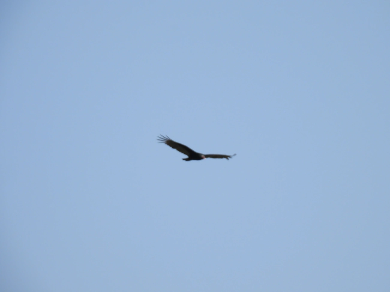 Urubu-de-cabeça-vermelha (Cathartes aura), aves, fotografado em Itamonte