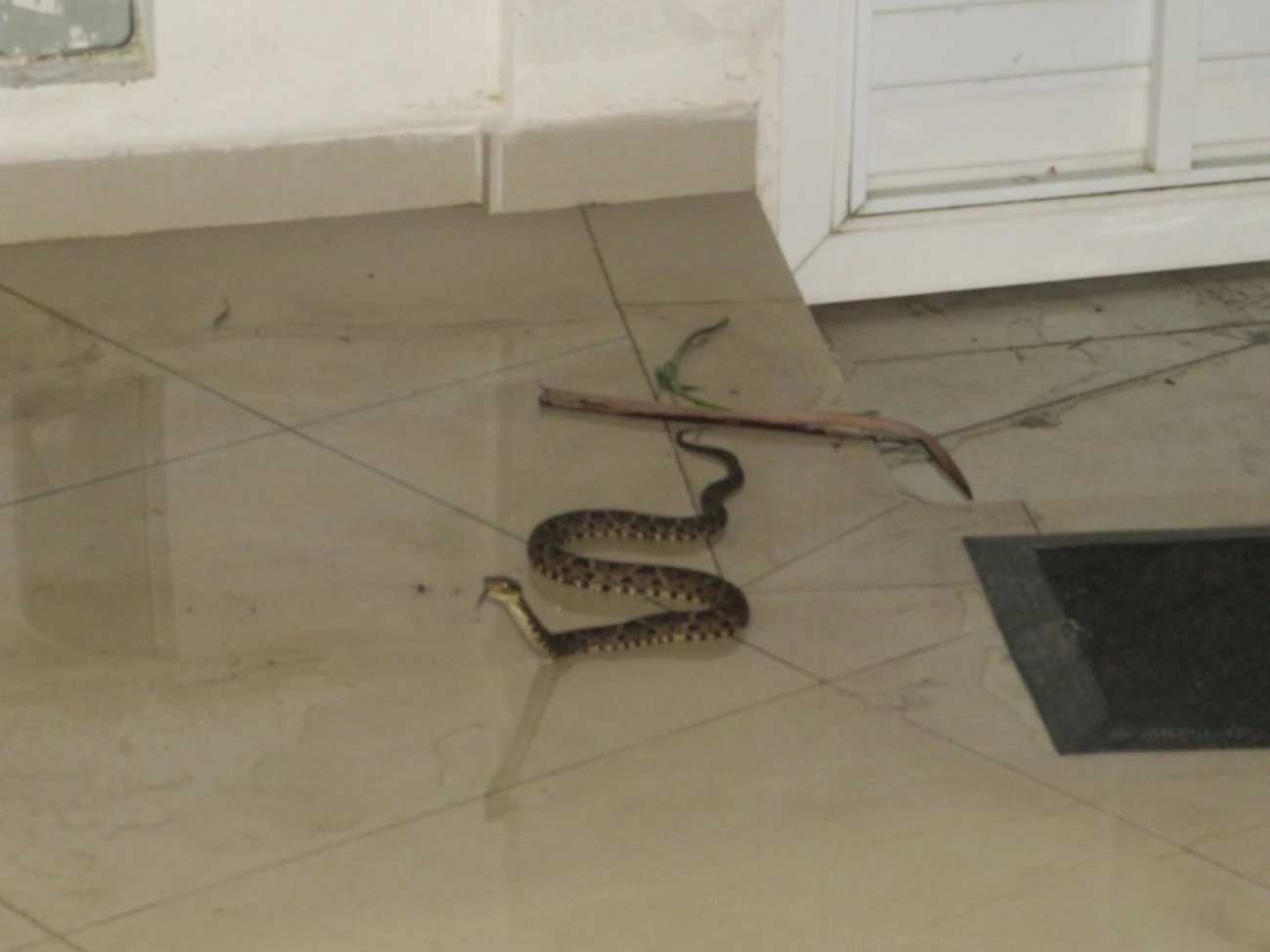 Jararacuçu (Bothrops jararacussu), répteis, fotografado em Maresias, São Sebastião