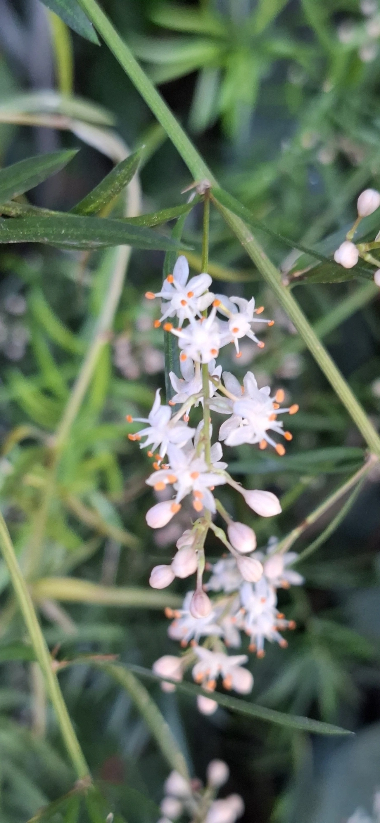 Aspargos (Asparagus), plantas, fotografado em Maresias, São Sebastião