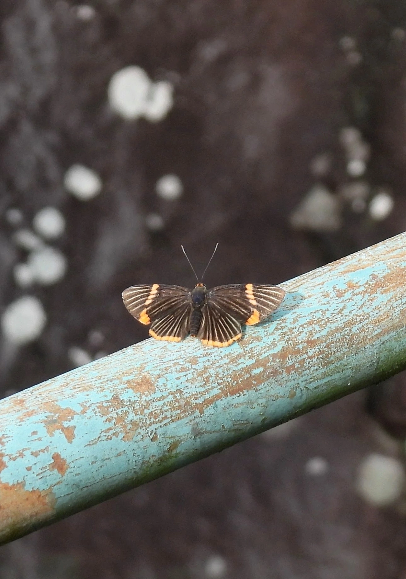 Borboleta-metal lycisca (Riodina lycisca), insetos, fotografado em Queluz