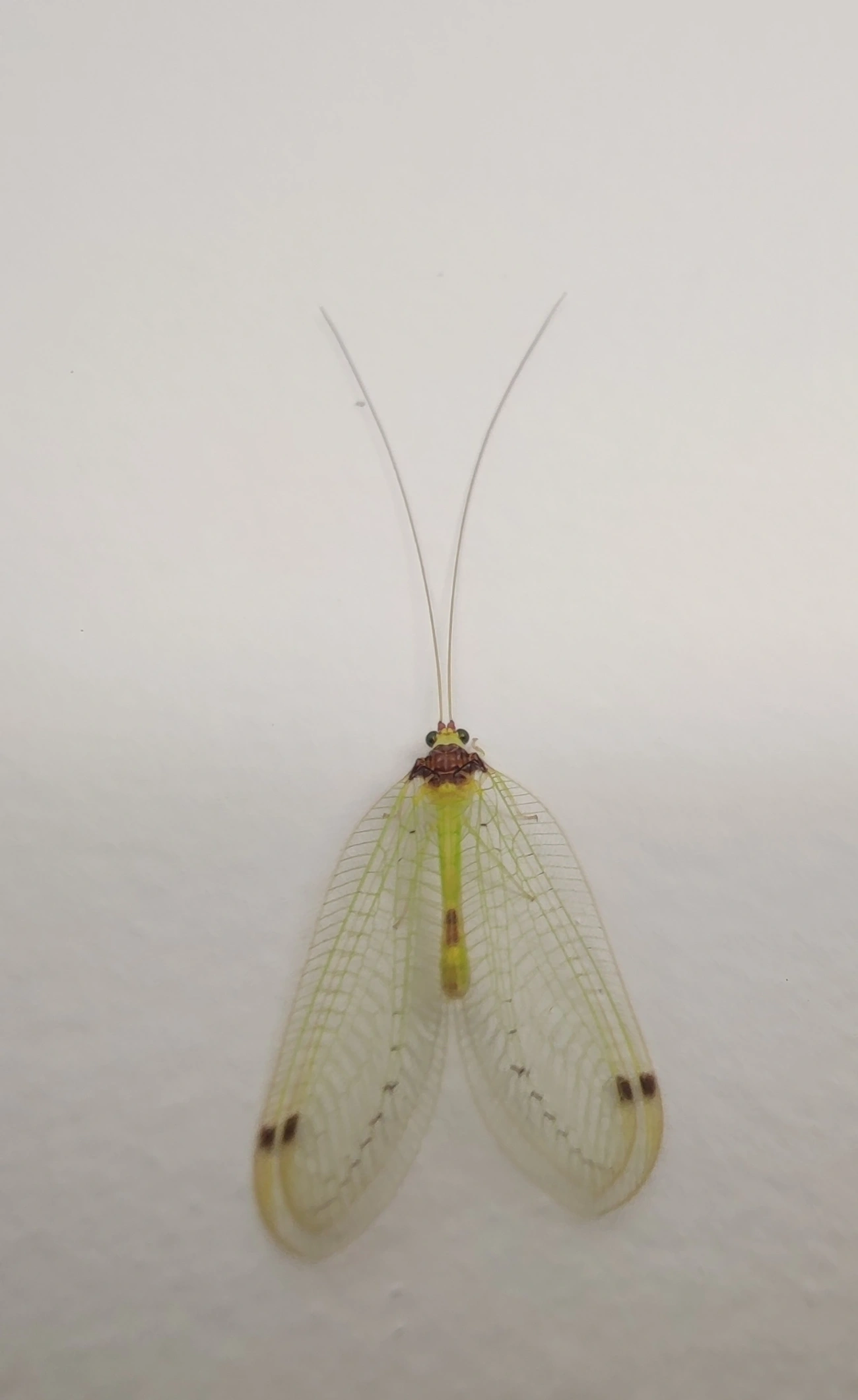 Leucochrysa, insetos, fotografado em Maresias, São Sebastião