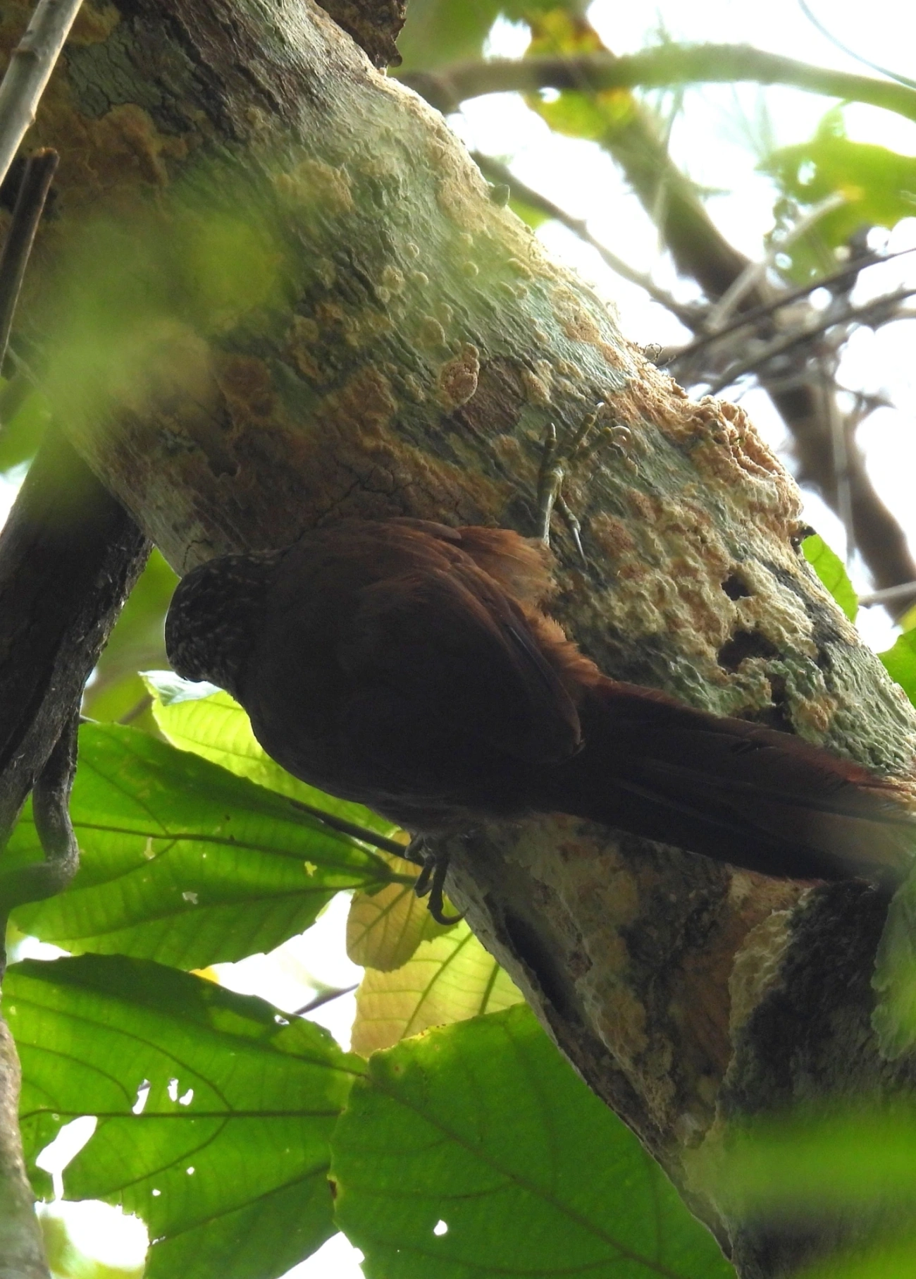 Arapaçu-de-garganta-branca (Xiphocolaptes albicollis), aves, fotografado em Maresias, São Sebastião