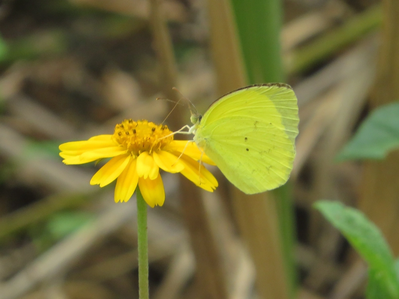 Eurema, insetos, fotografado em Maresias, São Sebastião