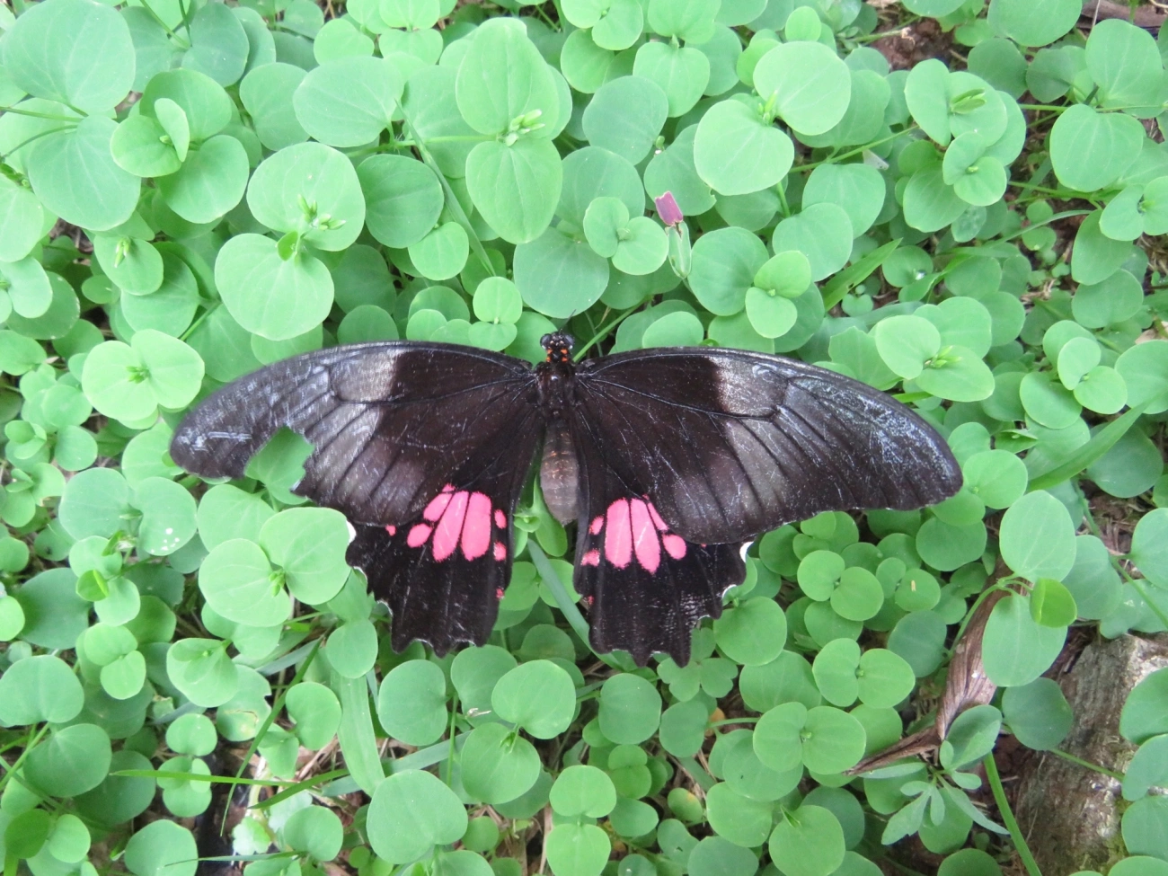 Rosa-de-luto (Heraclides anchisiades), insetos, fotografado em Maresias, São Sebastião