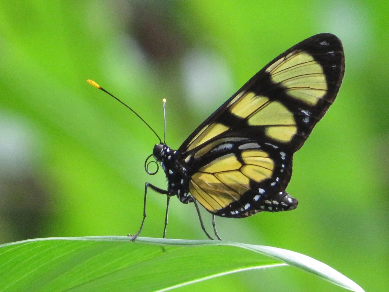 Borboleta-do-manacá (Methona themisto), insetos, fotografado em Maresias, São Sebastião
