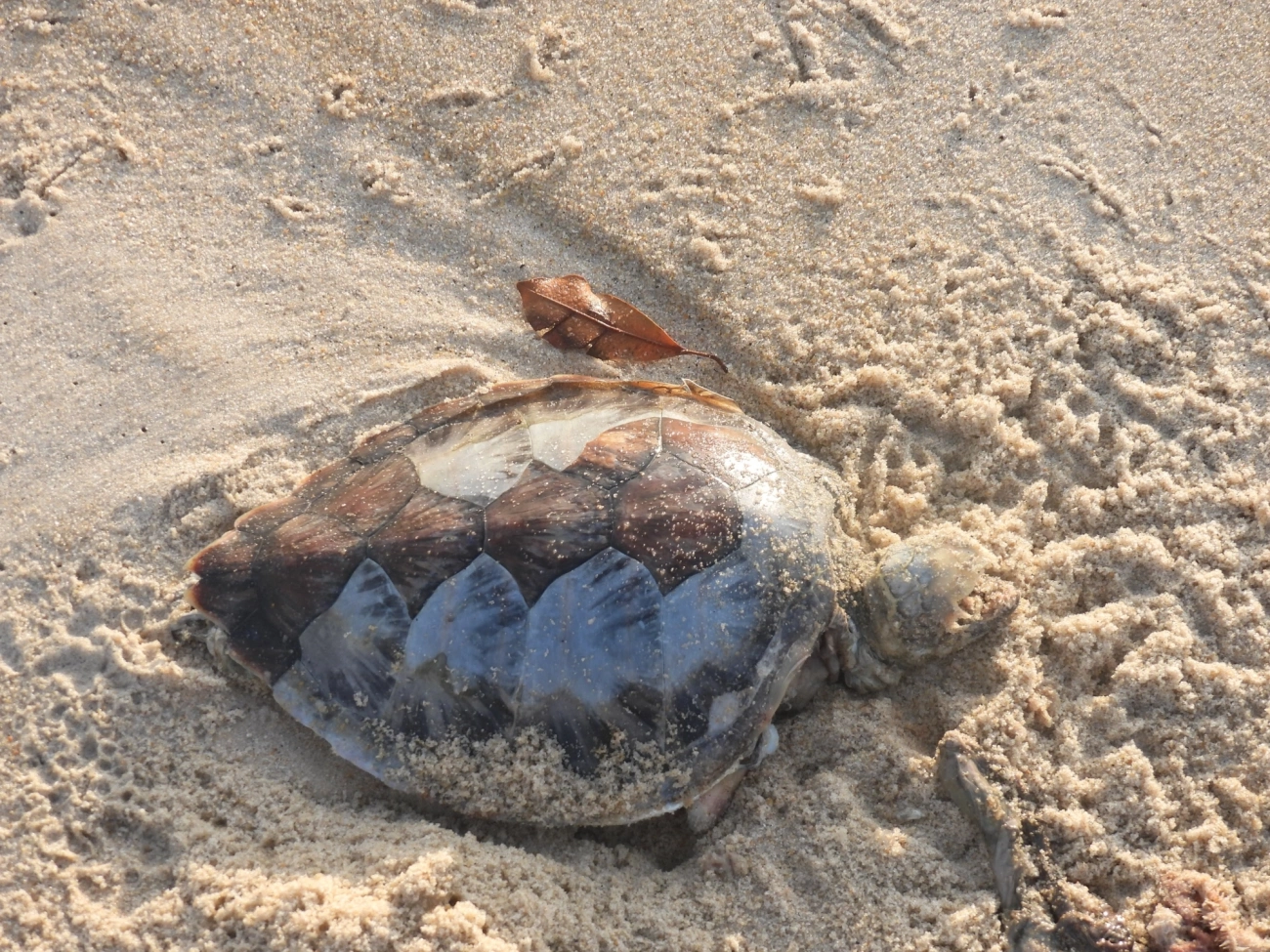 Tartaruga-verde (Chelonia mydas), répteis, fotografado em São Sebastião