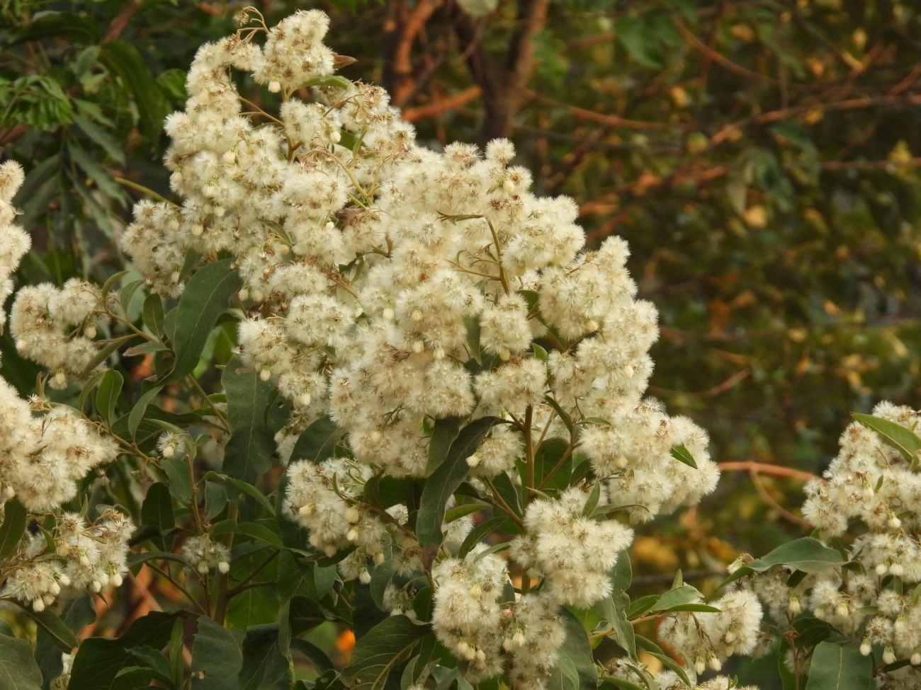 Asteráceas (Asteraceae), plantas, fotografado em Socorro