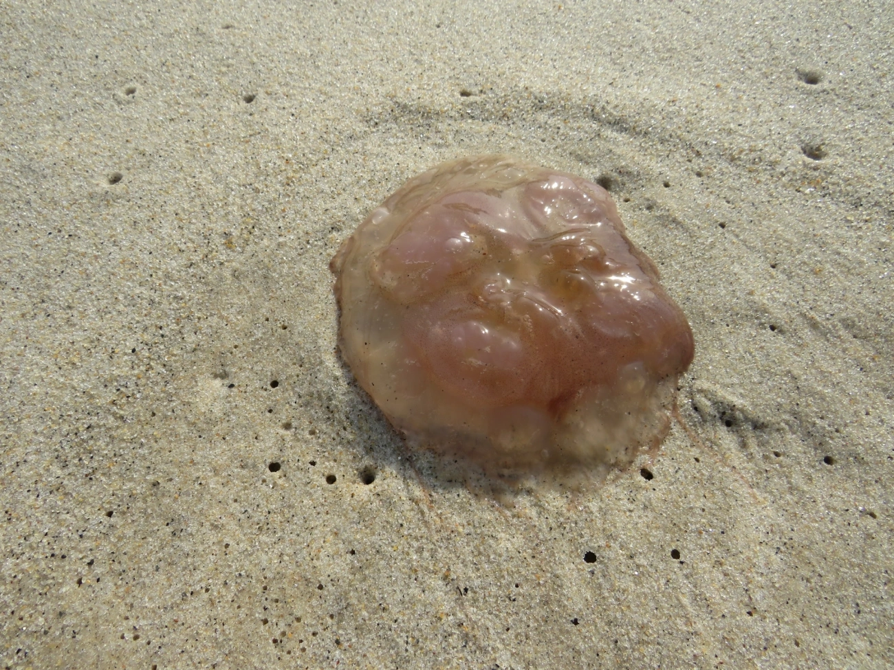 Semaeostomeae, cnidários, fotografado em Maresias, São Sebastião