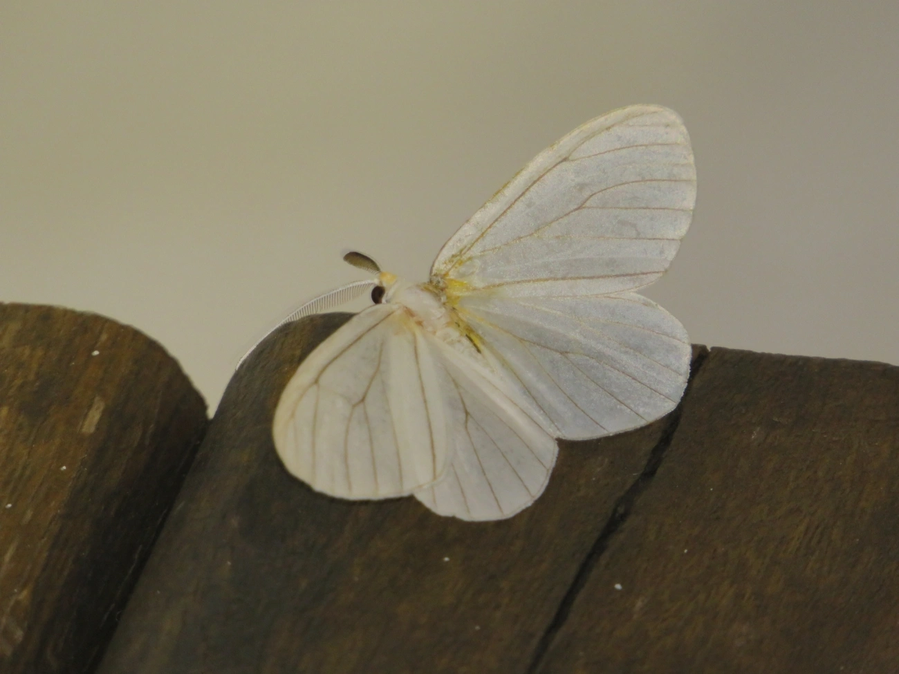 Borboletas e traças (Lepidoptera), insetos, fotografado em Maresias, São Sebastião