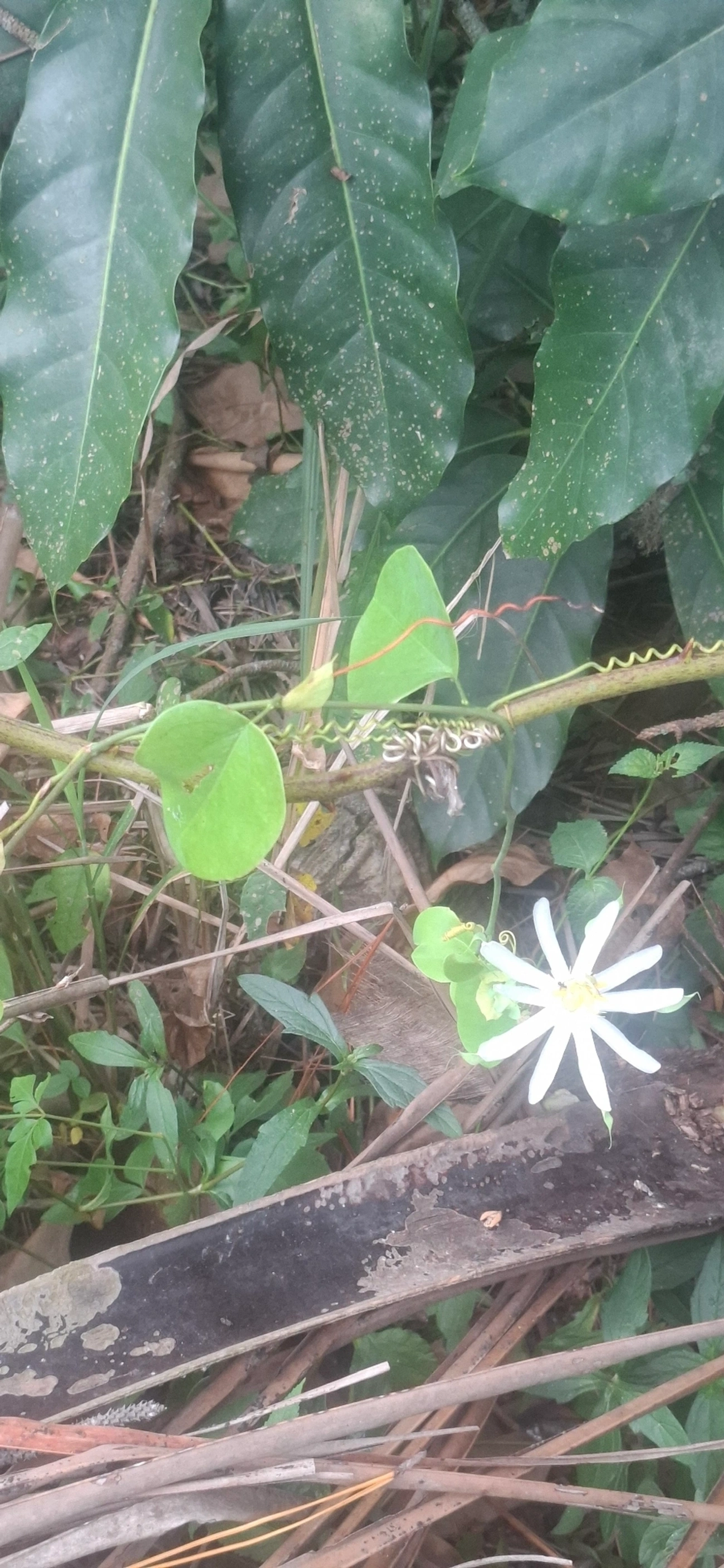 Maracujá-de-restinga (Passiflora mucronata), plantas, fotografado em Maresias, São Sebastião