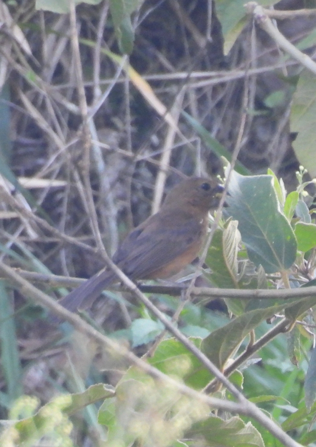 Azulão (Cyanoloxia brissonii), aves, fotografado em Queluz