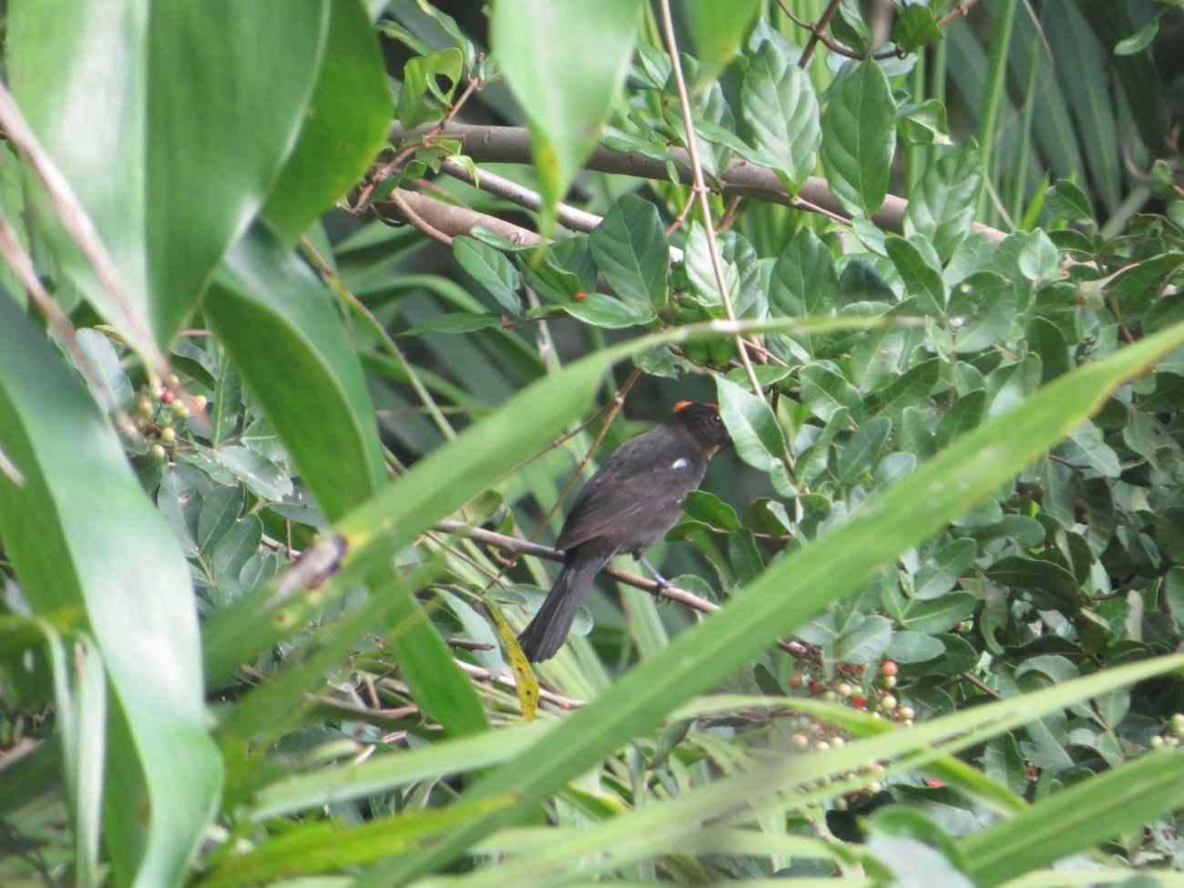 Tiê-galo (Loriotus cristatus), aves, fotografado em Maresias, São Sebastião