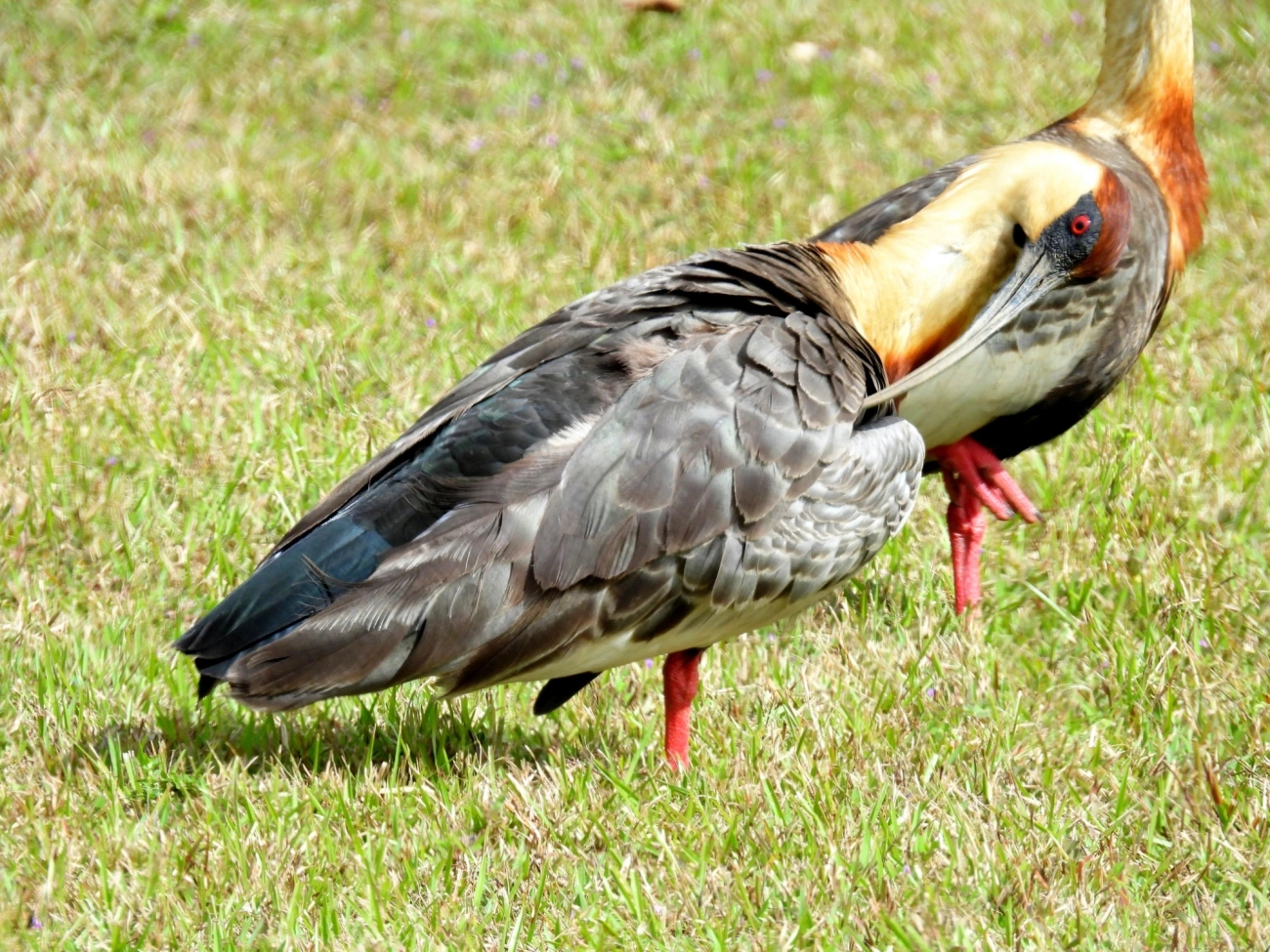 Curicaca (Theristicus caudatus), aves, fotografado em Praia da Enseada, São Sebastião
