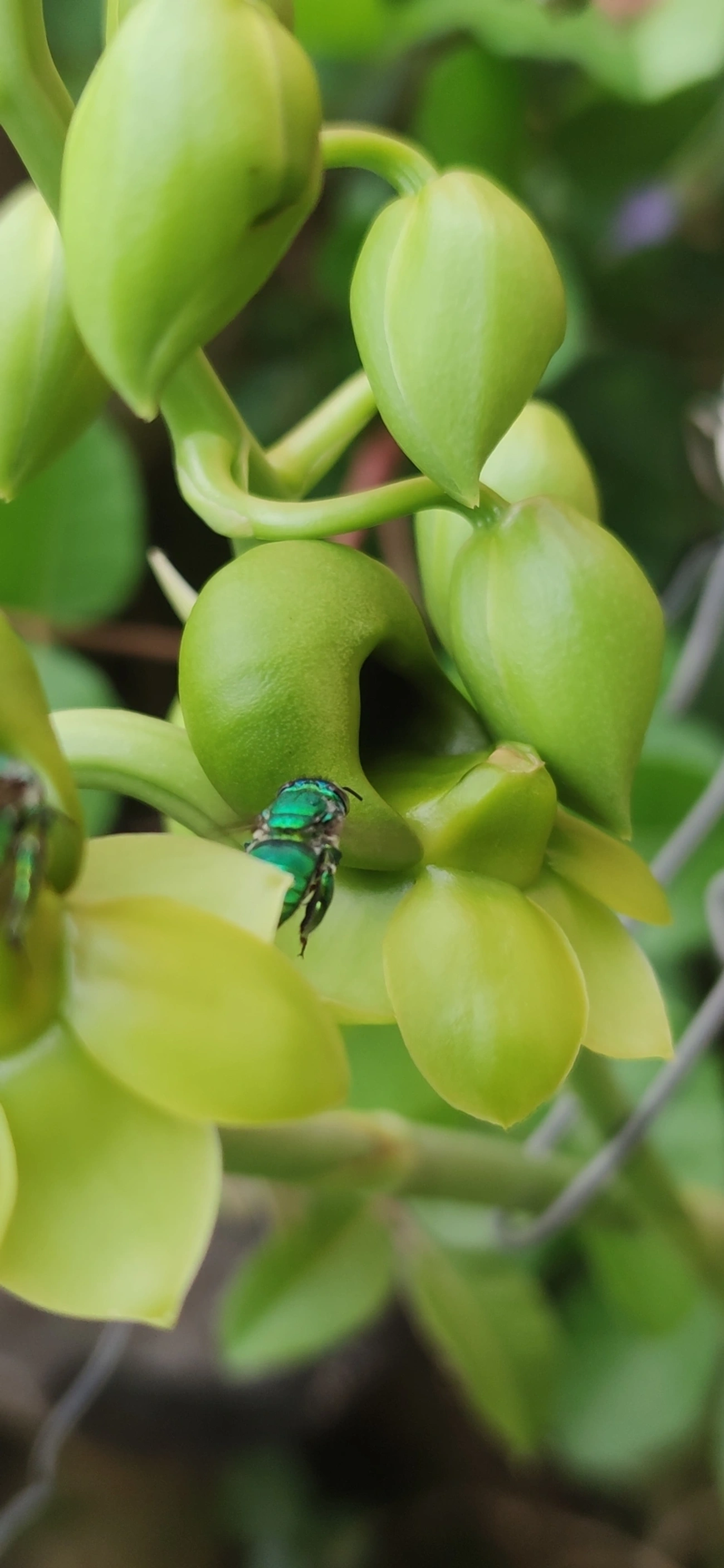 Euglossa, insetos, fotografado em Indaiá, Caraguatatuba