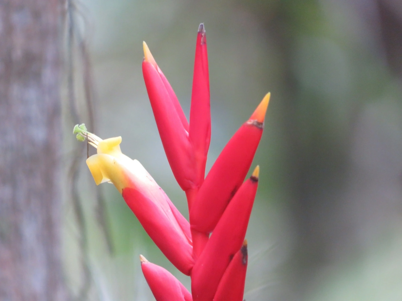 Gravatinha (Vriesea ensiformis), plantas, fotografado em Maresias, São Sebastião