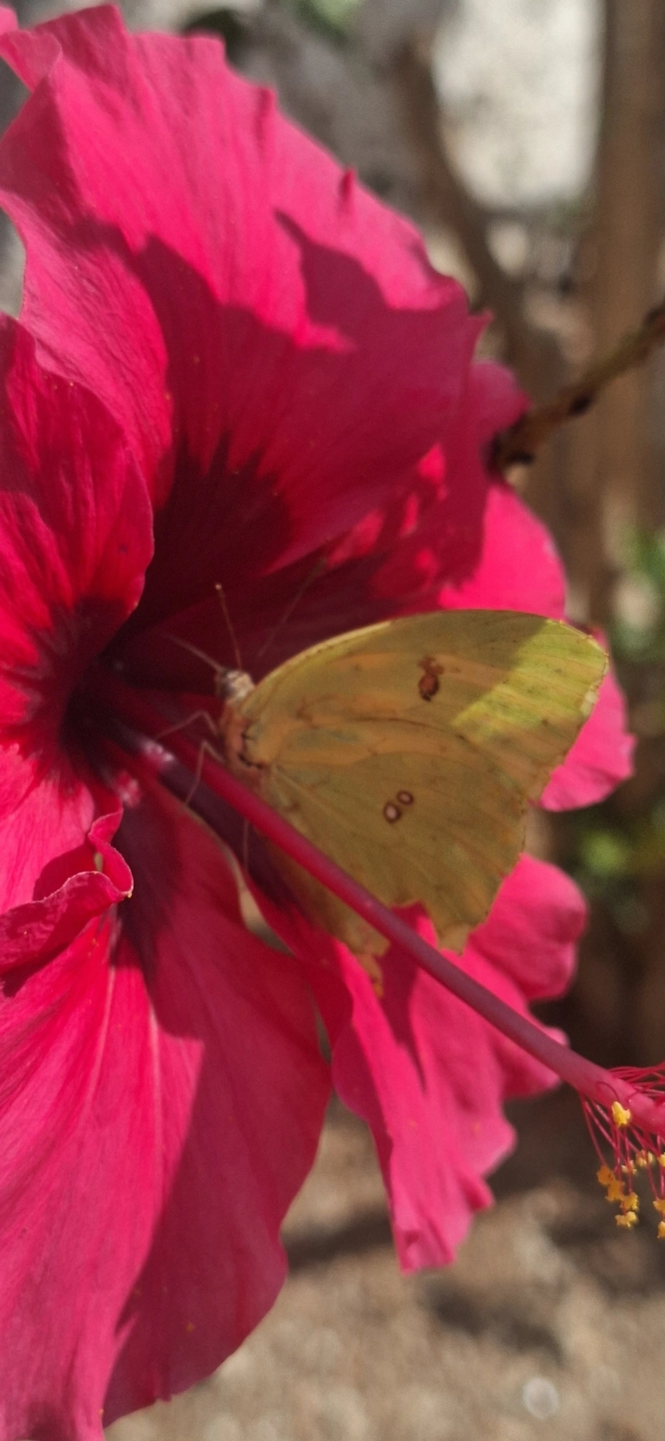 Borboleta-amarela (Phoebis sennae), insetos, fotografado em Itamonte