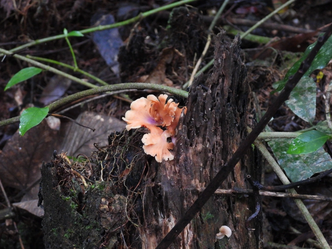 Pyrrhoglossum, fungos, fotografado em Maresias, São Sebastião