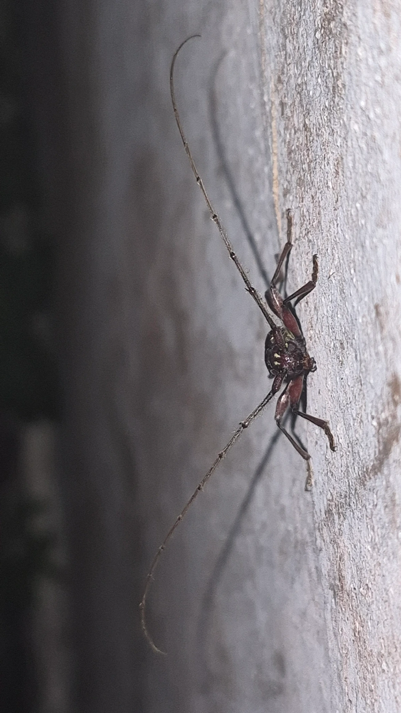 Ambonus distinctus, insetos, fotografado em Maresias, São Sebastião