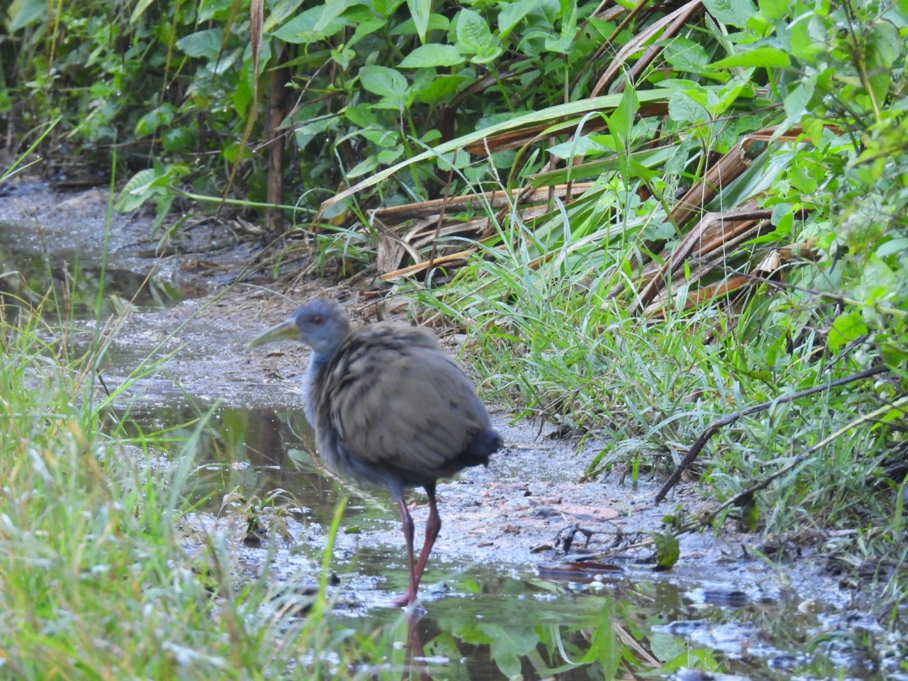 Saracura-do-mato (Aramides saracura), aves, fotografado em Maresias, São Sebastião