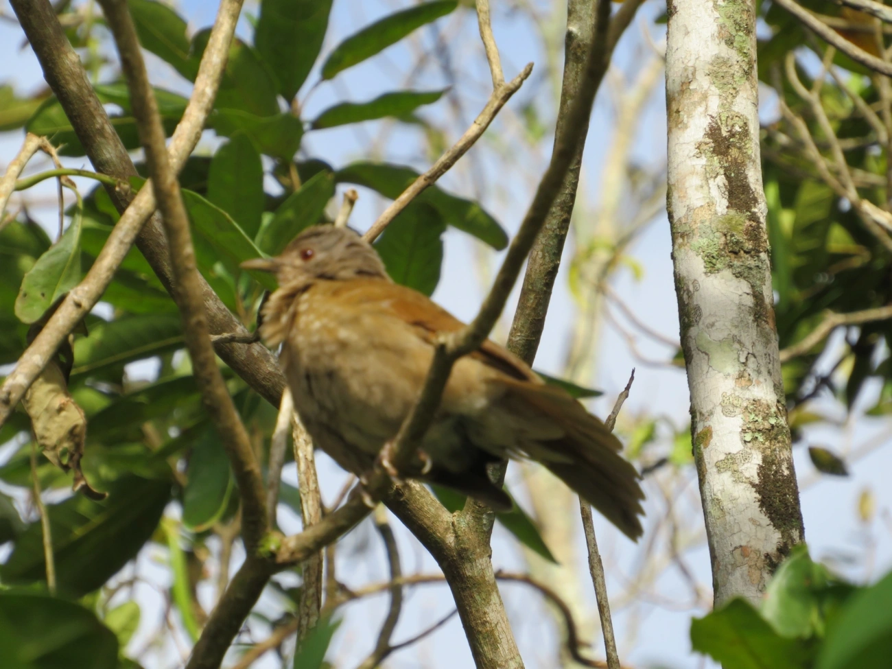 Sabiá-barranco (Turdus leucomelas), aves, fotografado em Maresias, São Sebastião
