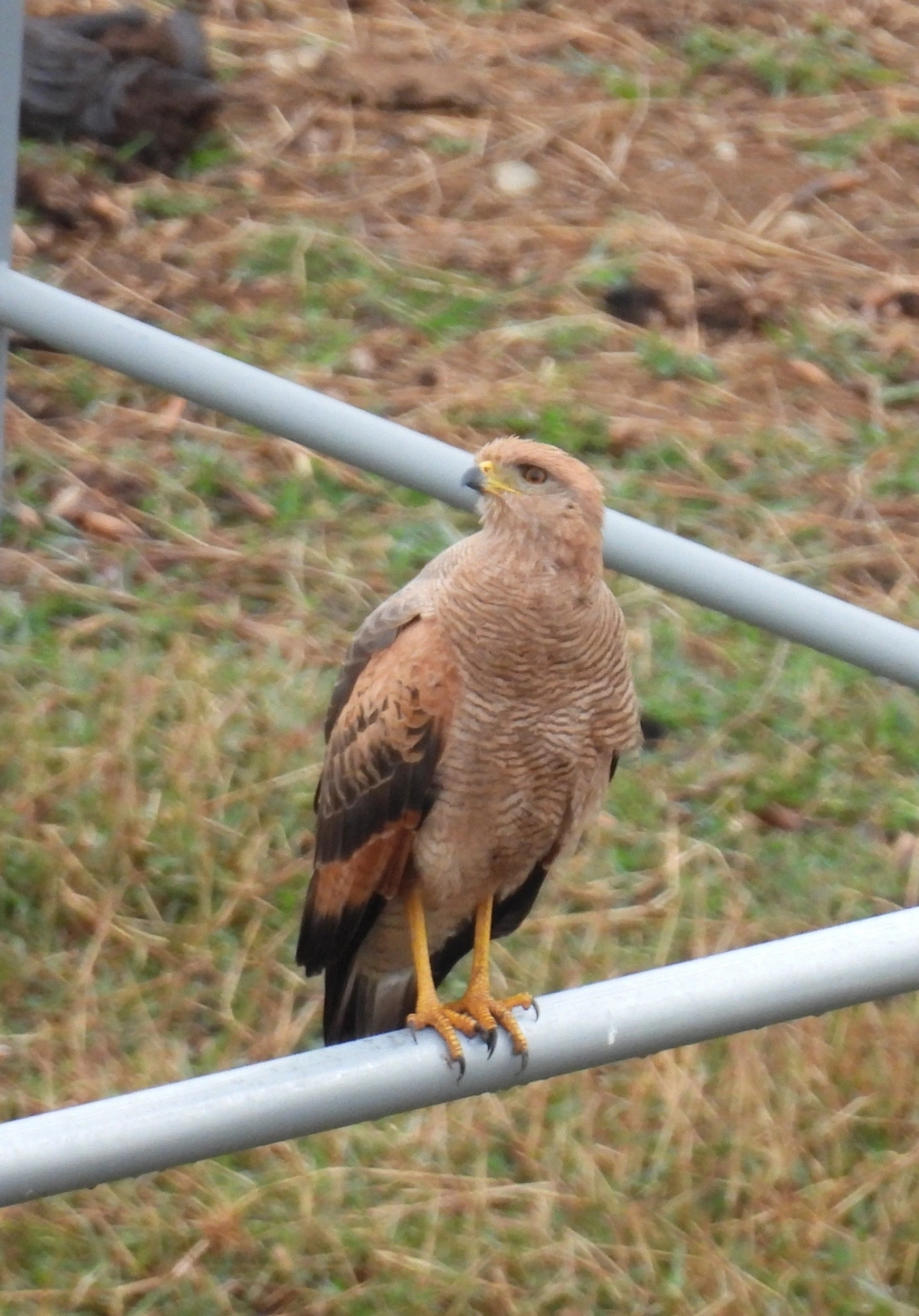 Gavião-caboclo (Buteogallus meridionalis), aves, fotografado em Santa Isabel