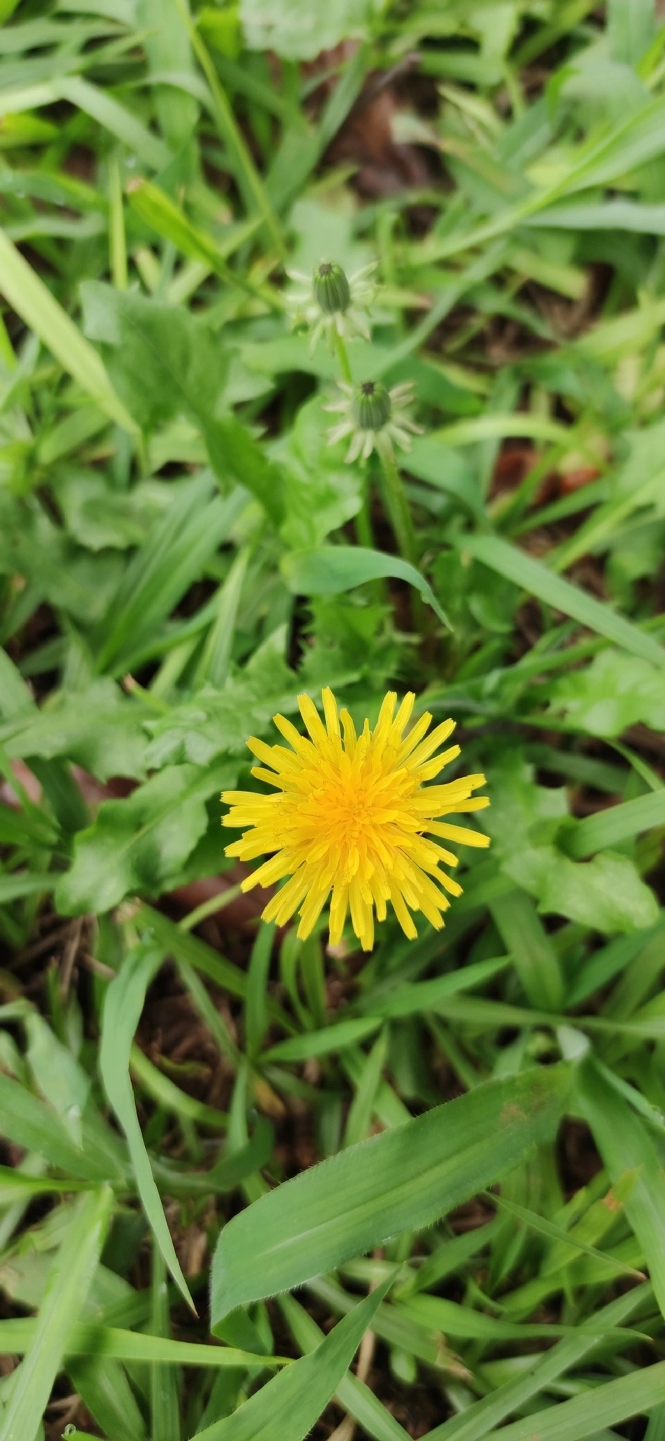 Dente-de-leão (Taraxacum officinale), plantas, fotografado em Vila Antonina, São Paulo