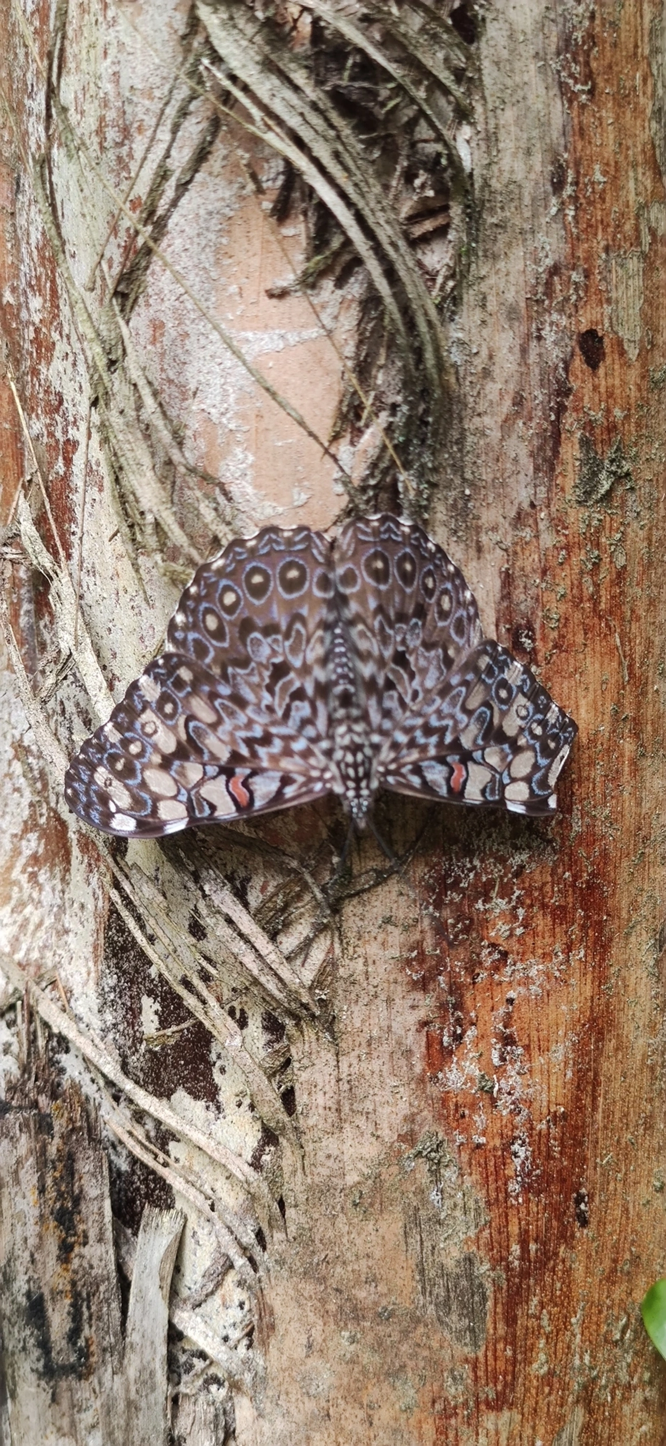 Borboleta-estaladeira (Hamadryas feronia), insetos, fotografado em Maresias, São Sebastião