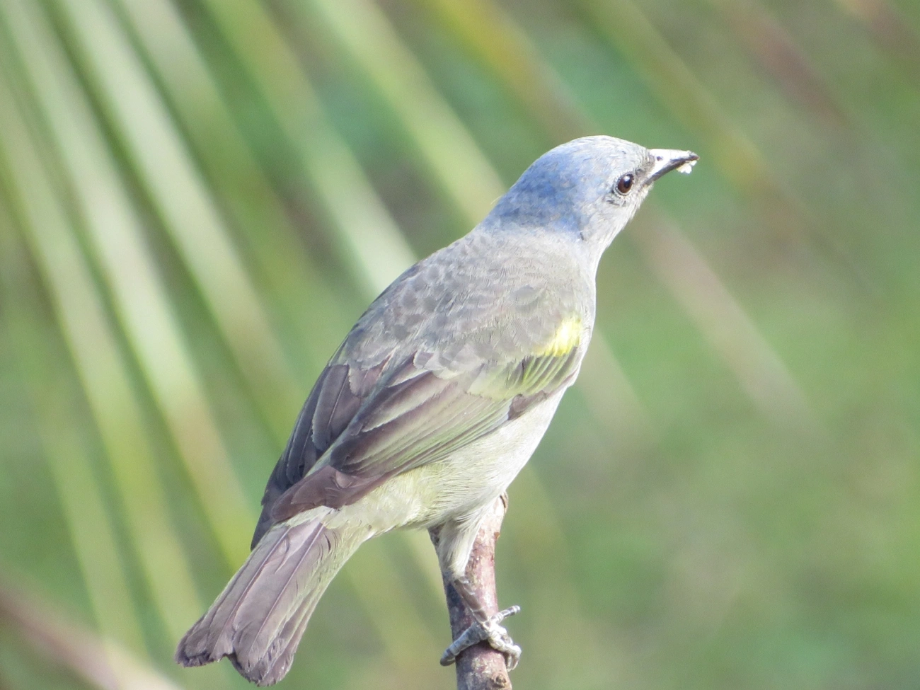 Sanhaçu-de-encontro-amarelo (Thraupis ornata), aves, fotografado em Maresias, São Sebastião