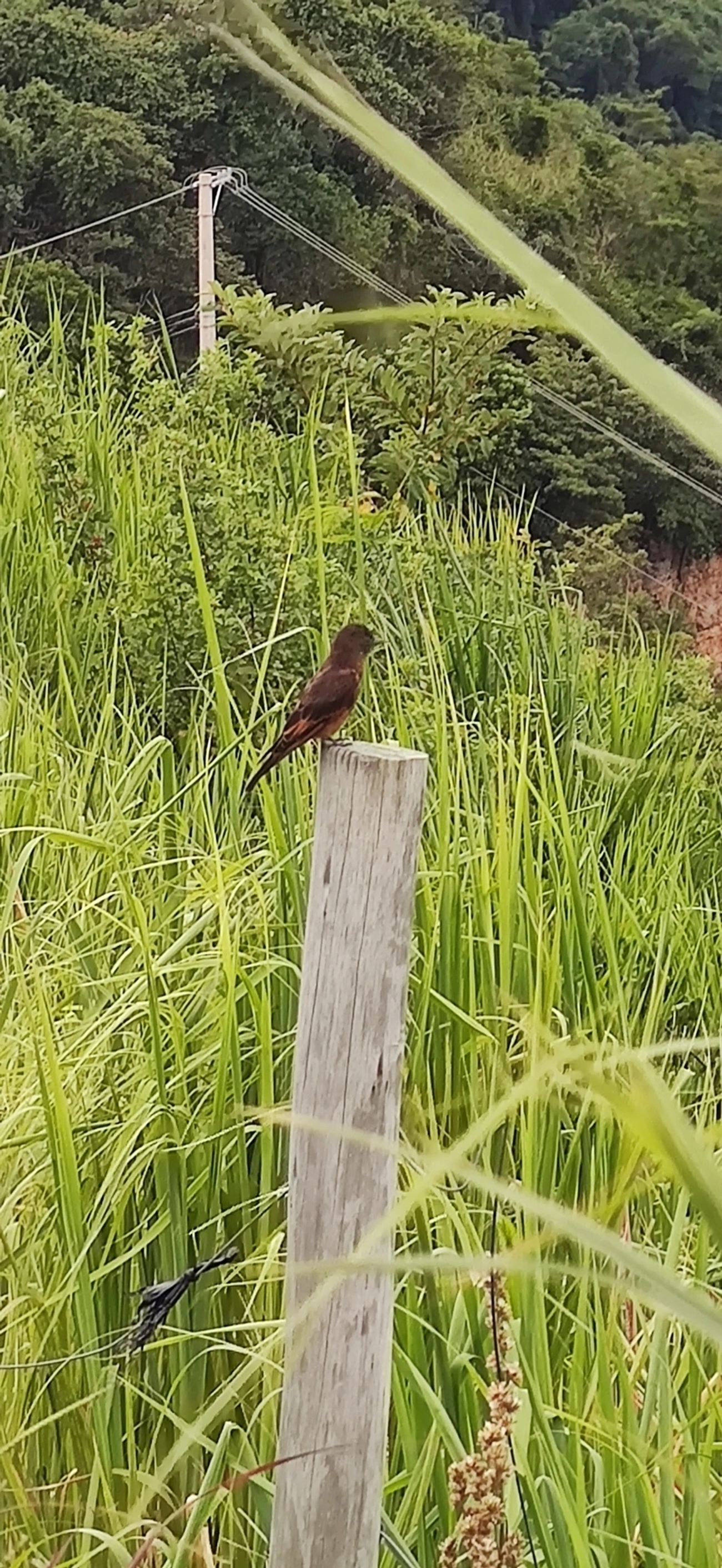 Gibão-de-couro (Hirundinea ferruginea), aves, fotografado em Barequecaba, São Sebastião