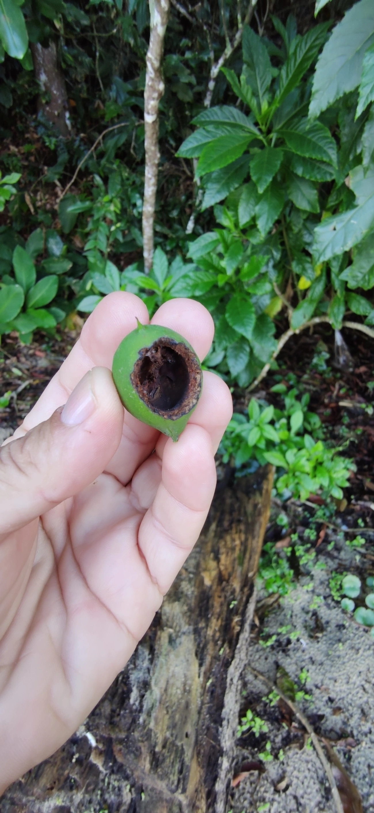 Plantas (Plantae), plantas, fotografado em Caraguatatuba