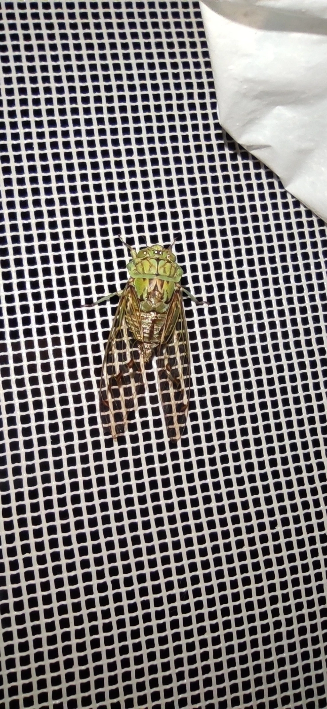 Cigarra-verde (Zammara tympanum), insetos, fotografado em Maresias, São Sebastião