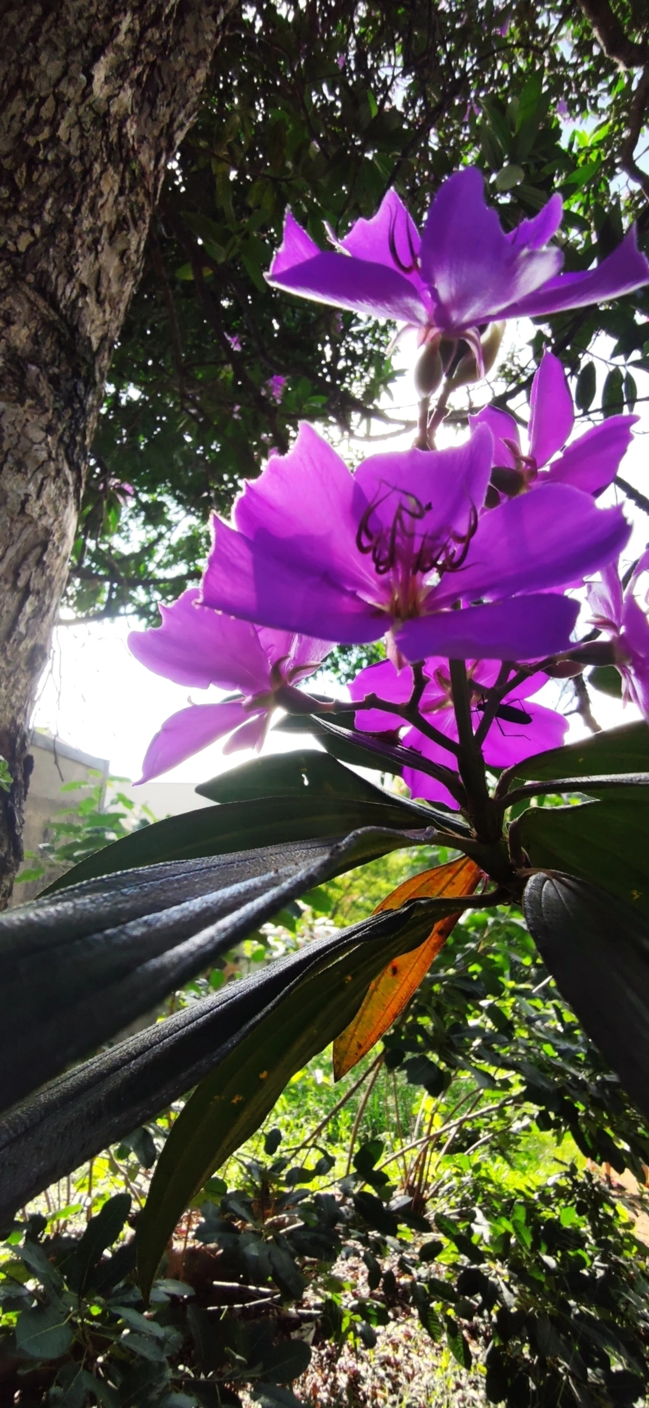Quaresmeiras (Tibouchina), plantas, fotografado em Vila Santo Estevão, São Paulo