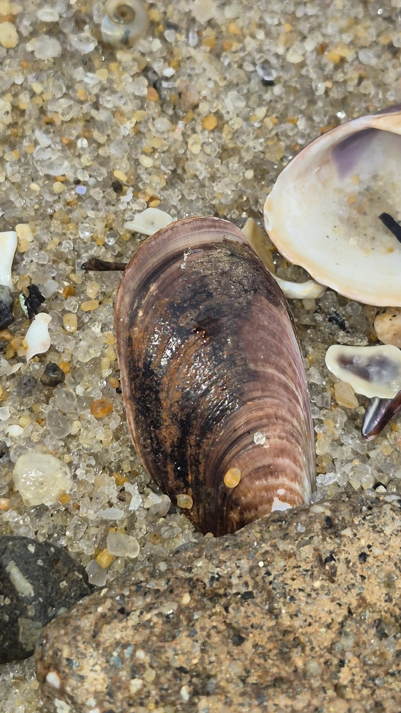 Mexilhão (Perna), moluscos, fotografado em Caraguatatuba