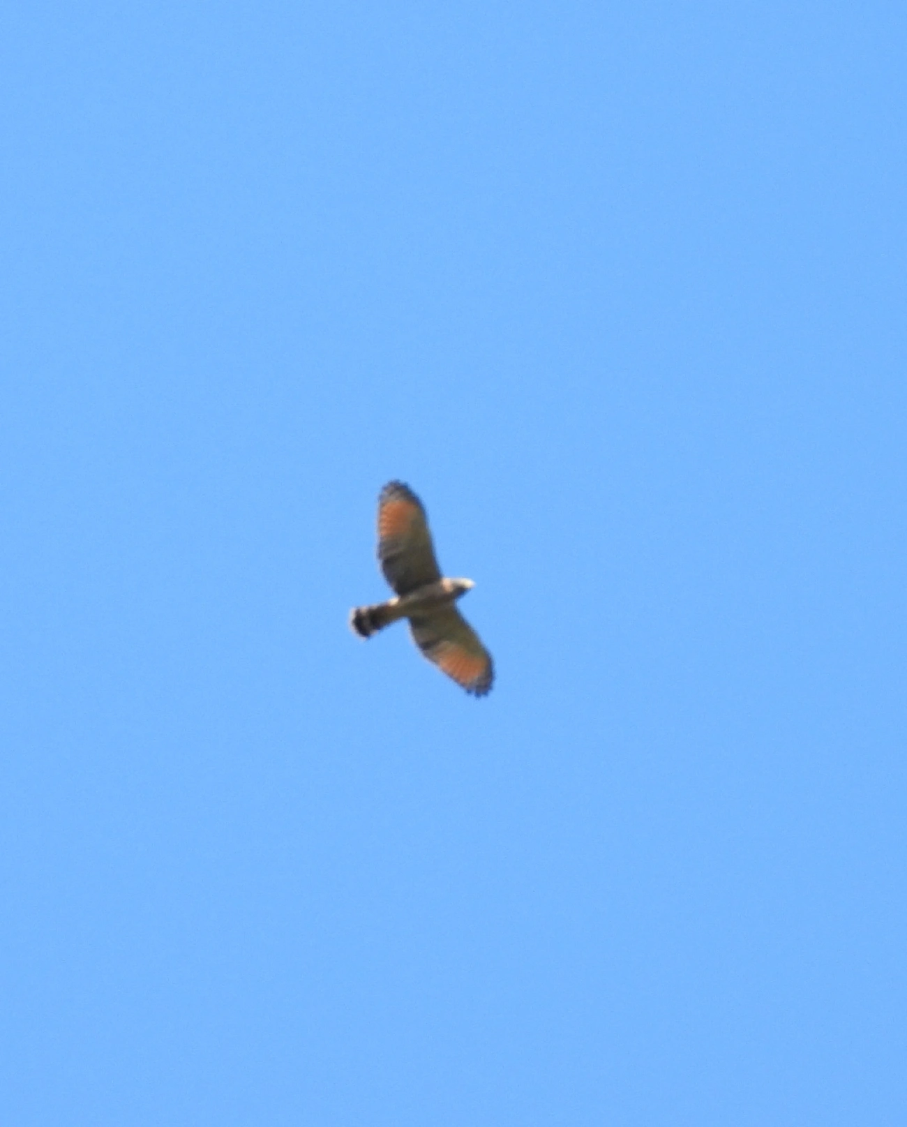 Gavião-carijó (Rupornis magnirostris), aves, fotografado em Eng. Passos, Resende