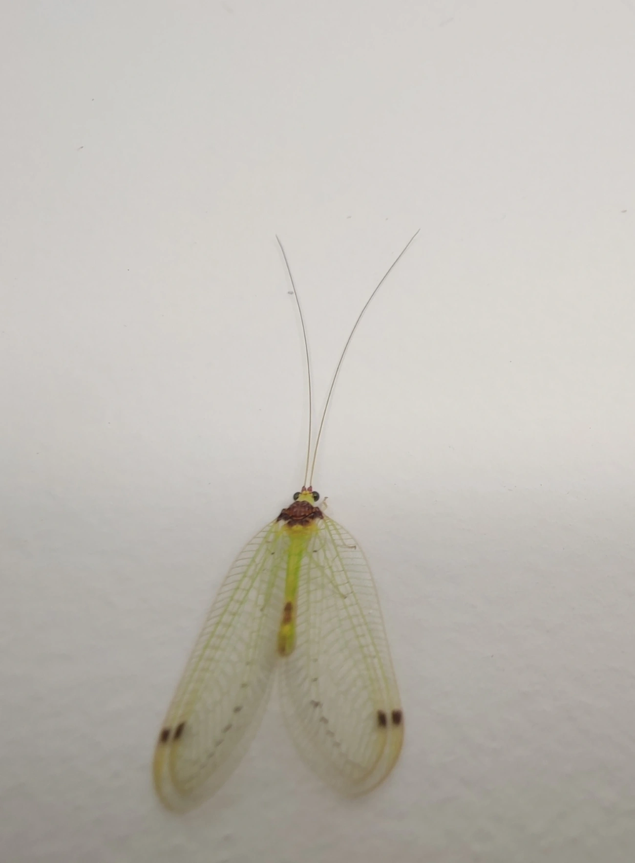 Leucochrysa, insetos, fotografado em Maresias, São Sebastião