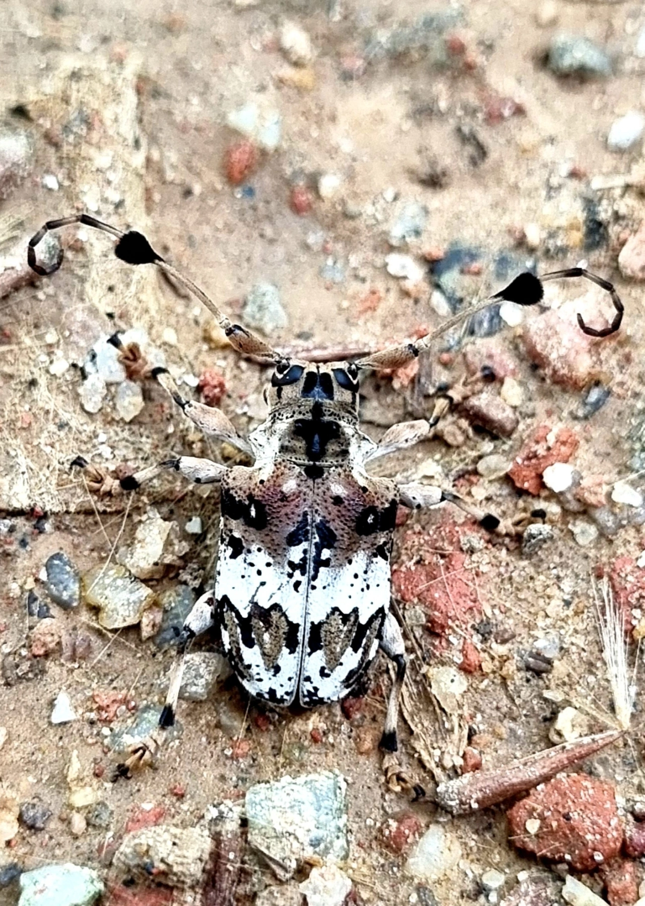 Serra-pau (Anisocerus scopifer), insetos, fotografado em Itu