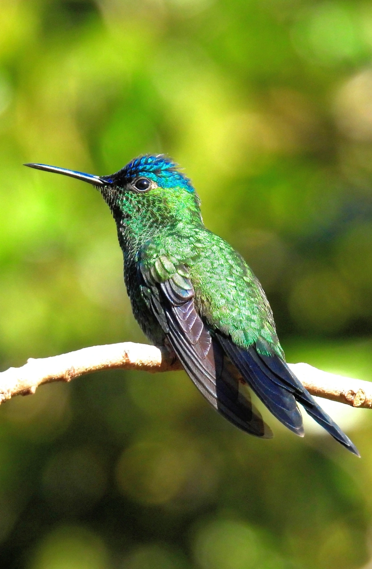 Beija-flor-de-fronte-violeta (Thalurania glaucopis), aves, fotografado em Maresias, São Sebastião