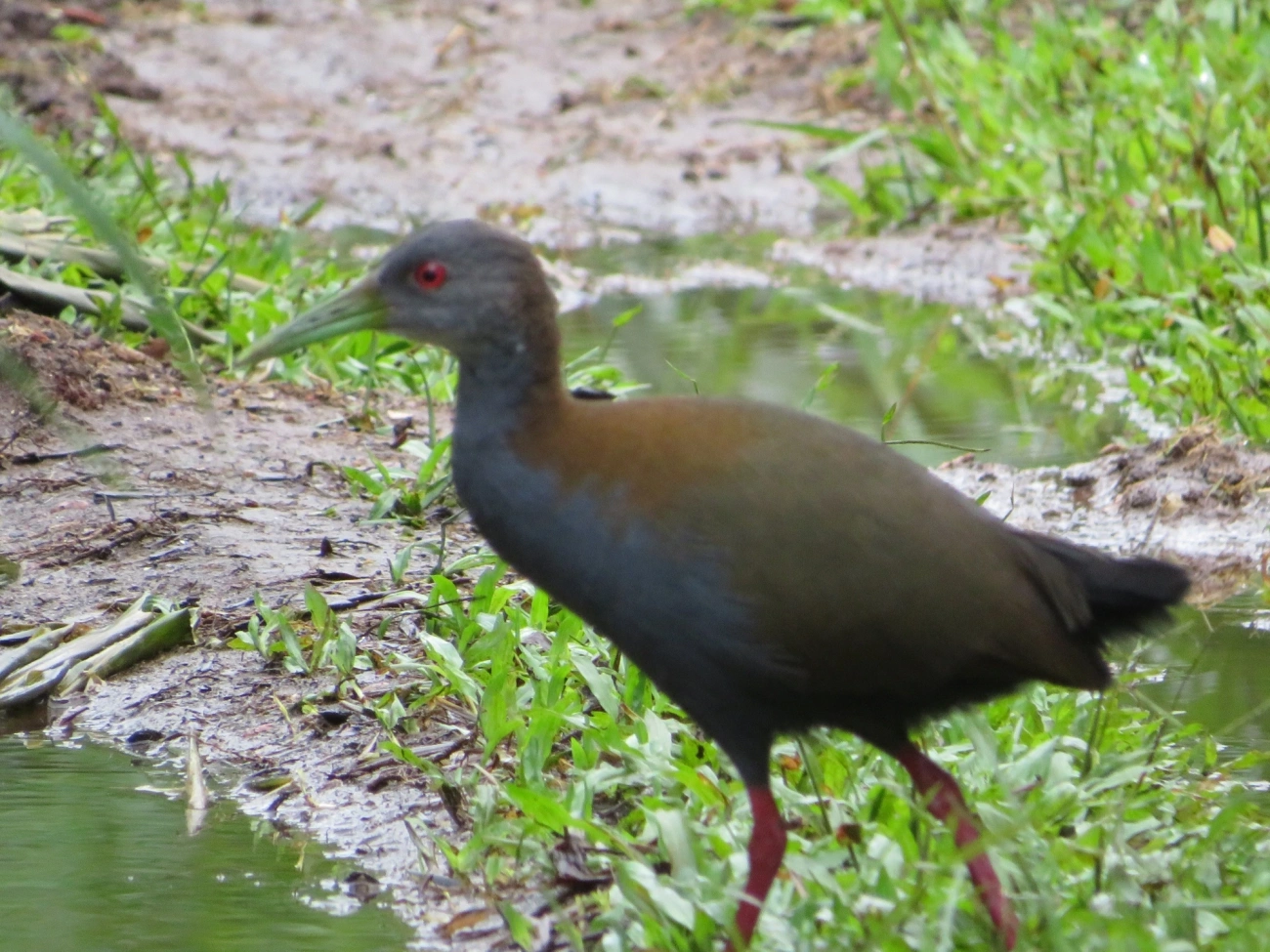 Saracura-do-mato (Aramides saracura), aves, fotografado em Maresias, São Sebastião