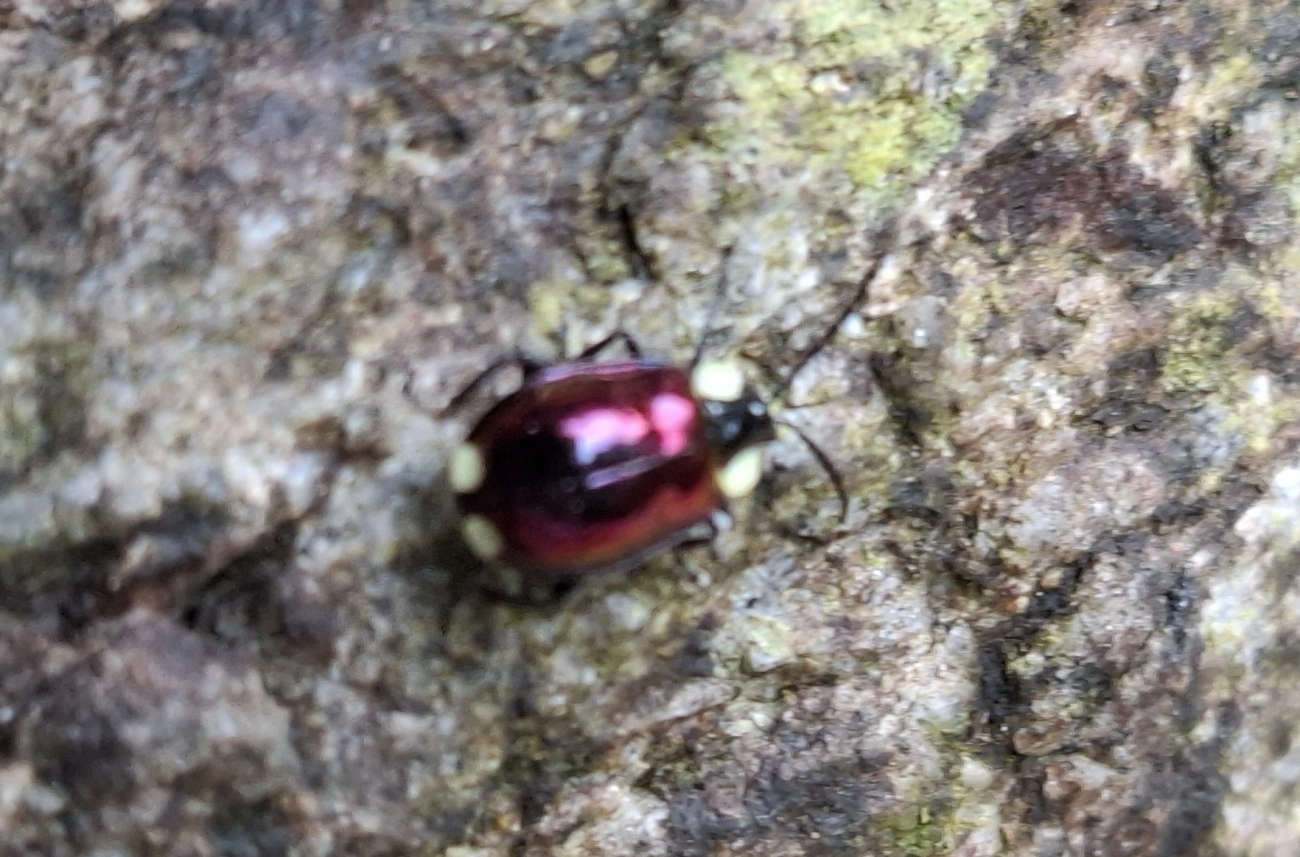 Besouro-pulga (Alagoasa apicalis), insetos, fotografado em Resende