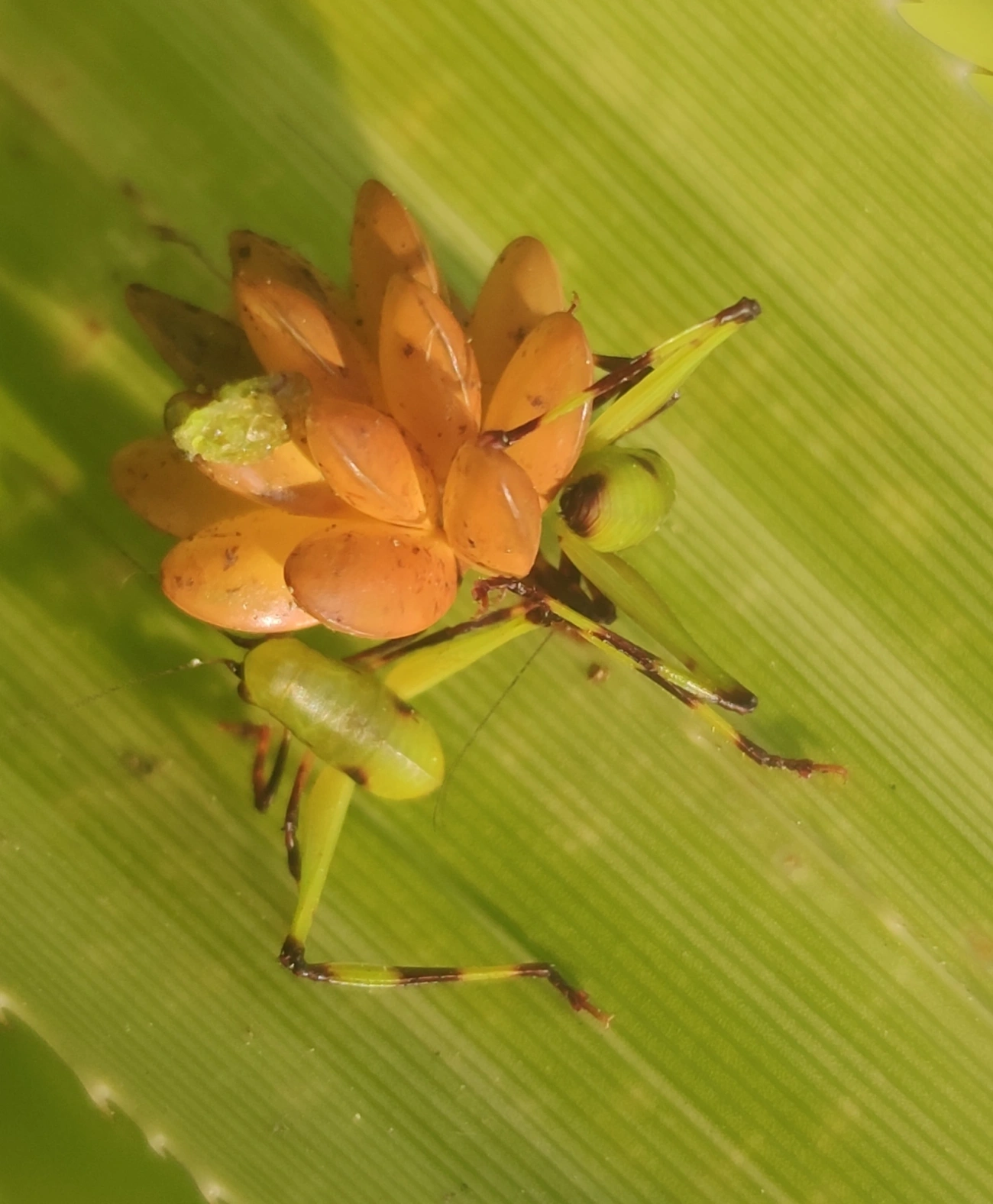 Cnemidophyllum oblitum, insetos, fotografado em Maresias, São Sebastião