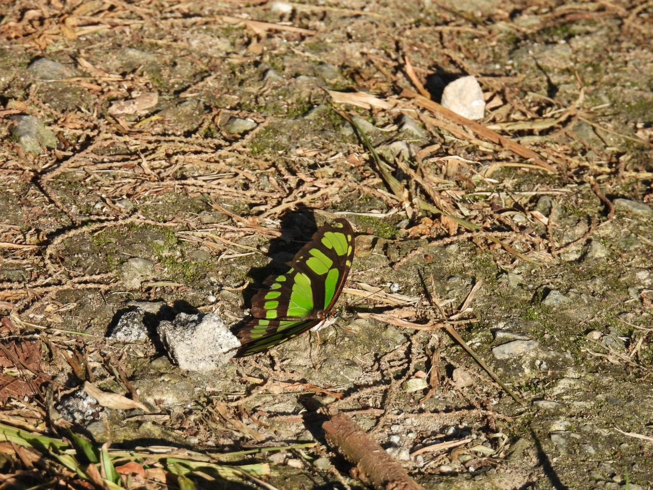 Borboleta-esmeralda (Philaethria wernickei), insetos, fotografado em Maresias, São Sebastião