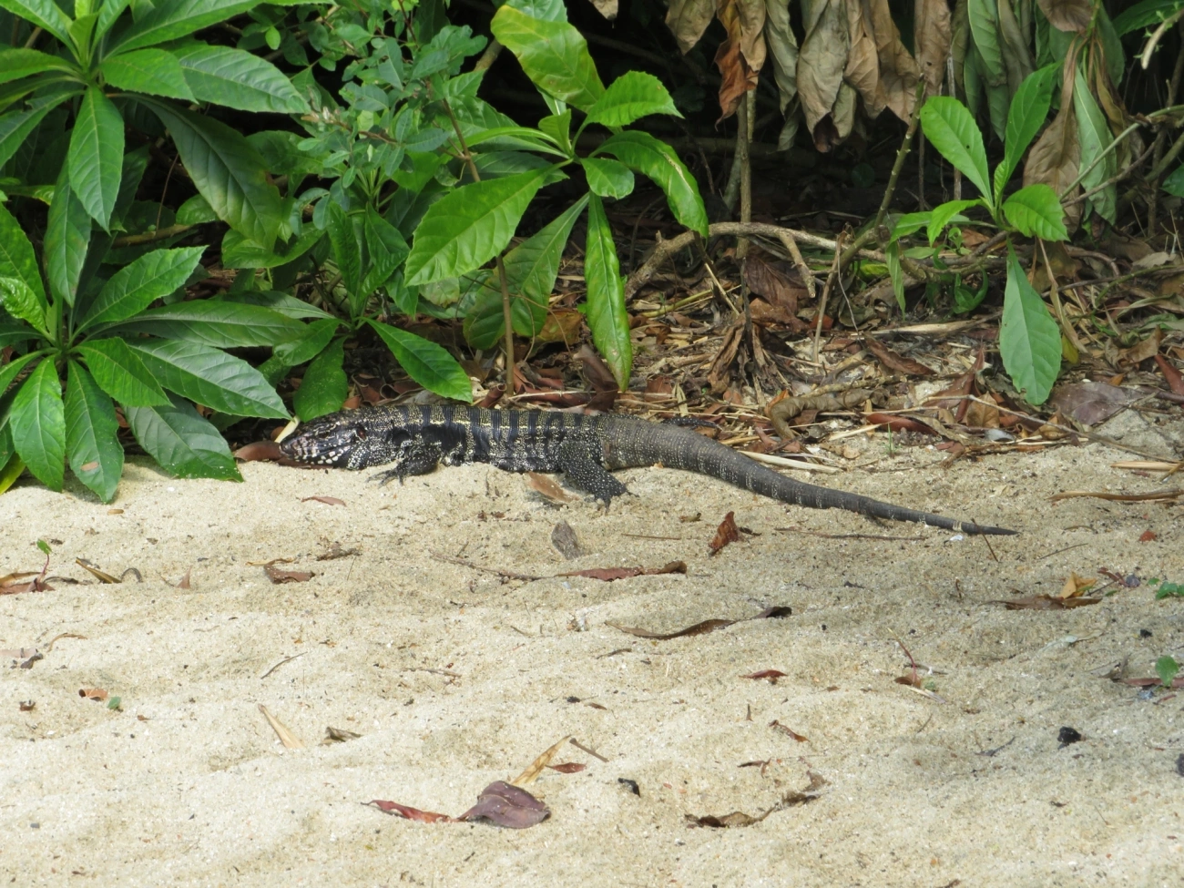 Teiú (Salvator merianae), répteis, fotografado em Mocóca